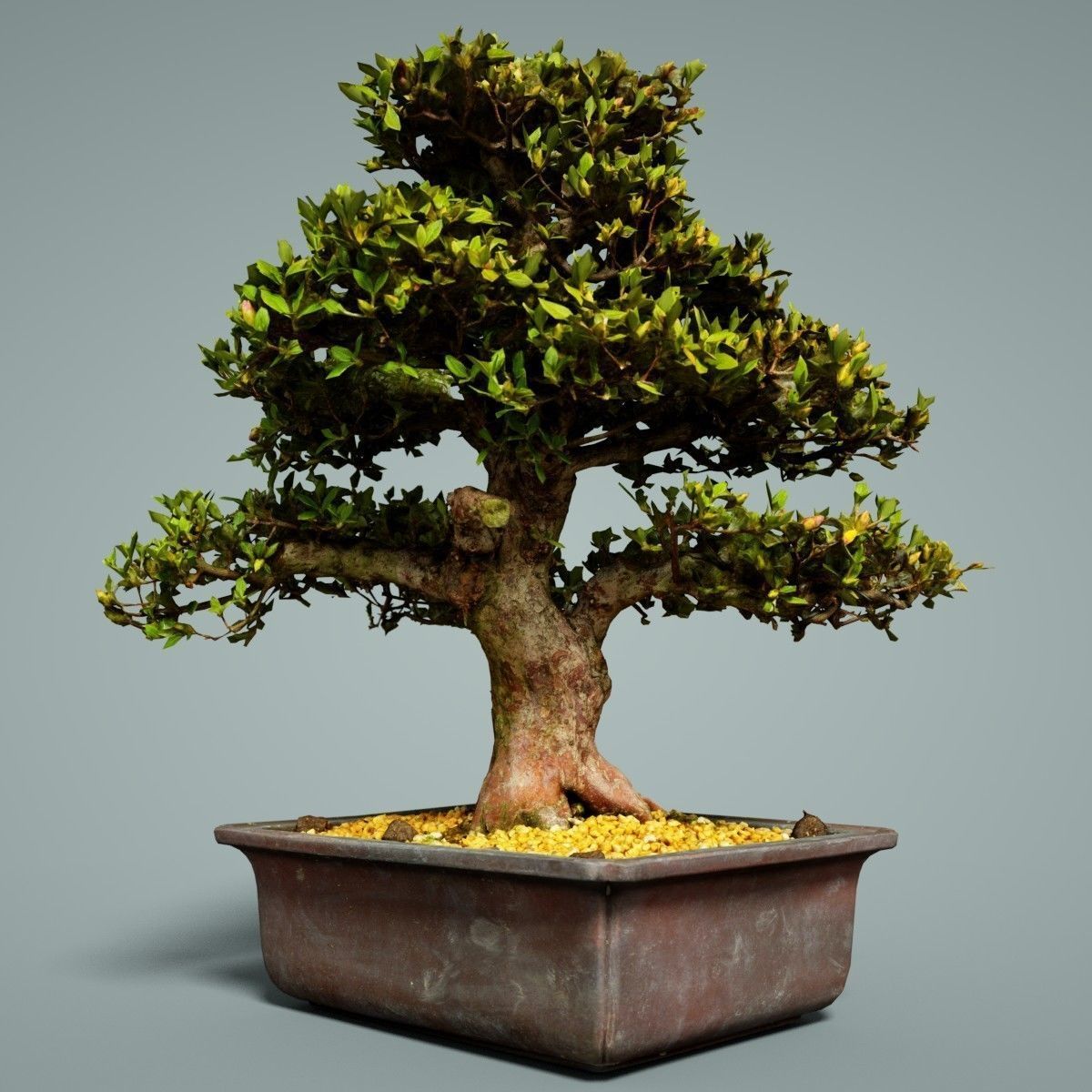Bonsai Tree Low-poly 3D model_3