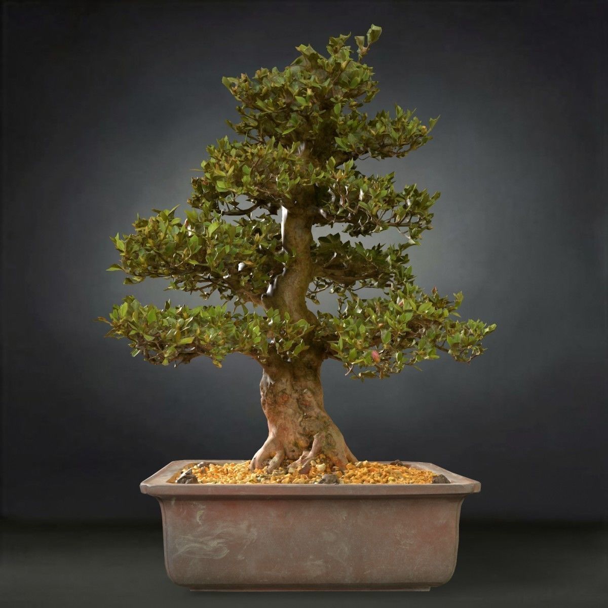 Bonsai Tree Low-poly 3D model_1