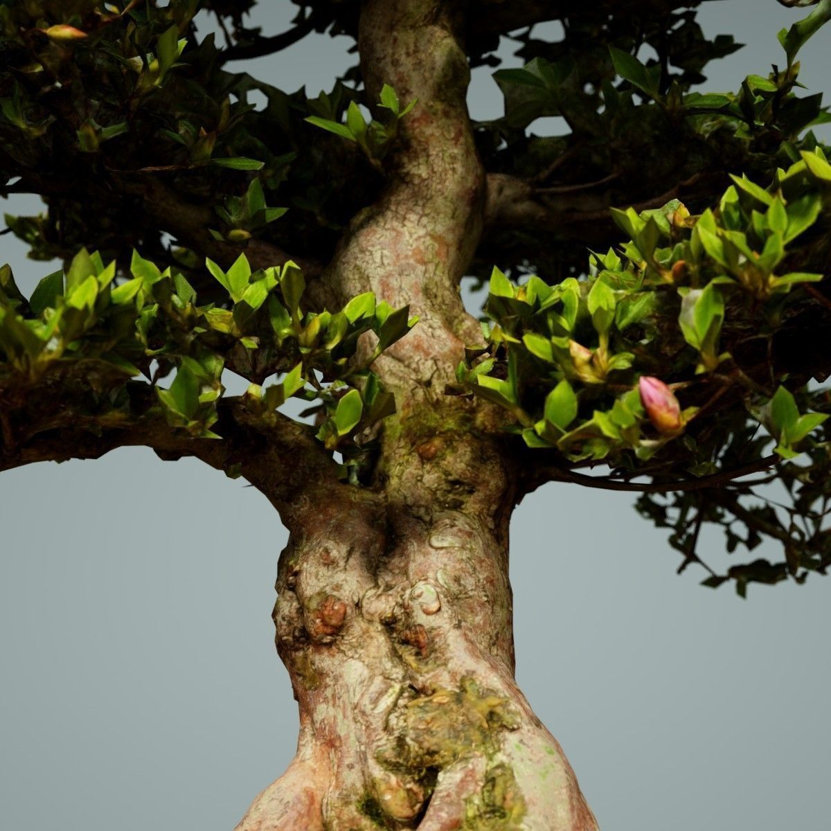 Bonsai Tree Low-poly 3D model_2