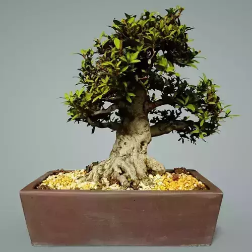 Bonsai Tree