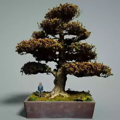 Bonsai Tree