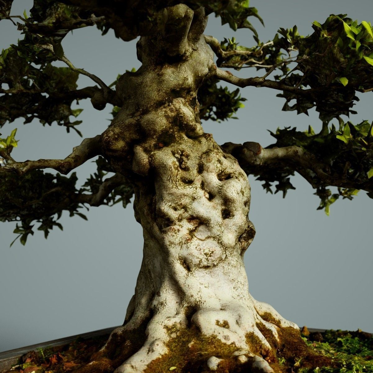 Bonsai Tree Low-poly 3D model_5