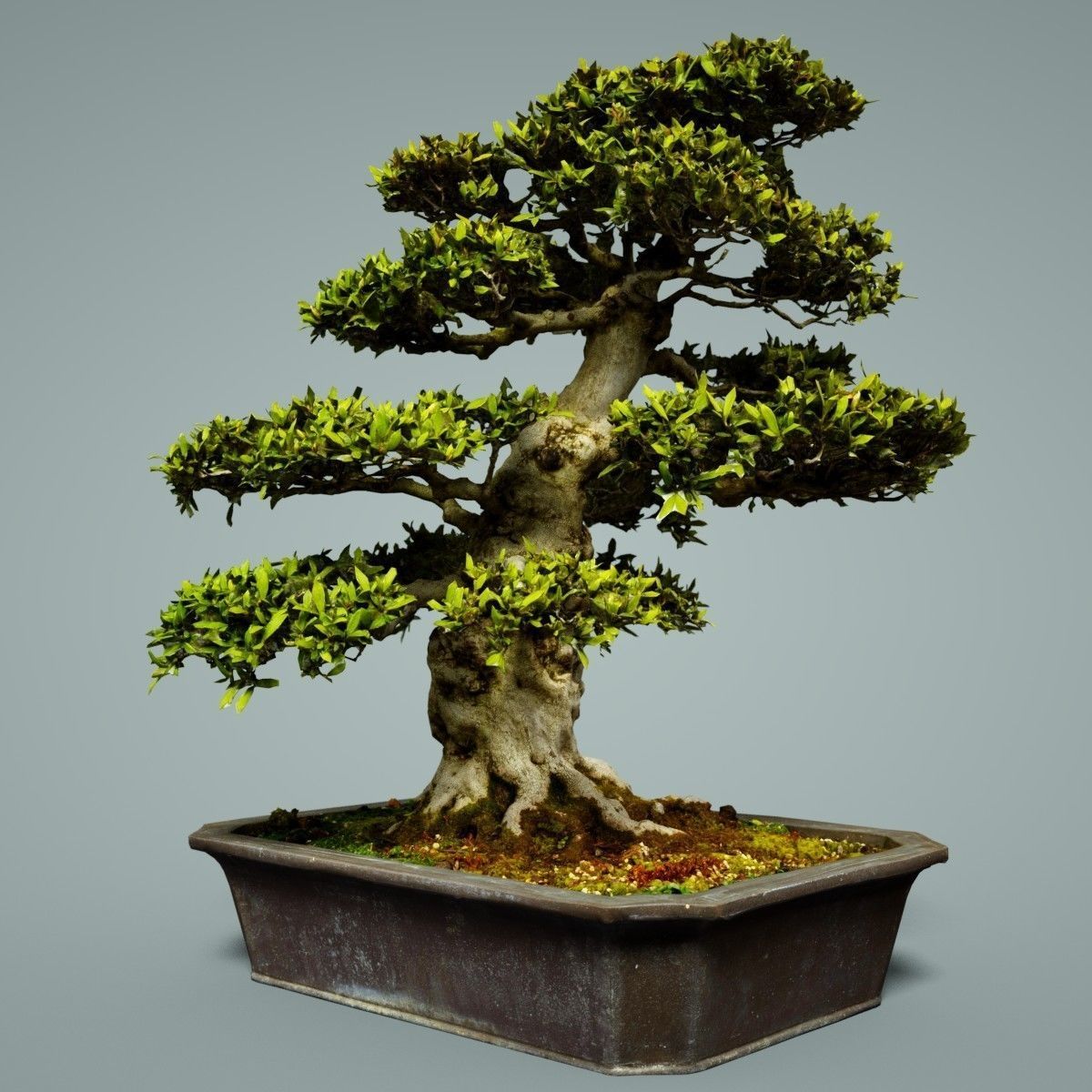 Bonsai Tree Low-poly 3D model_3