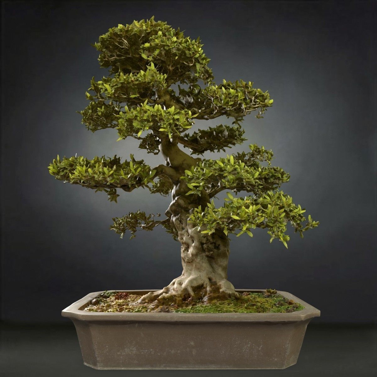 Bonsai Tree Low-poly 3D model_1