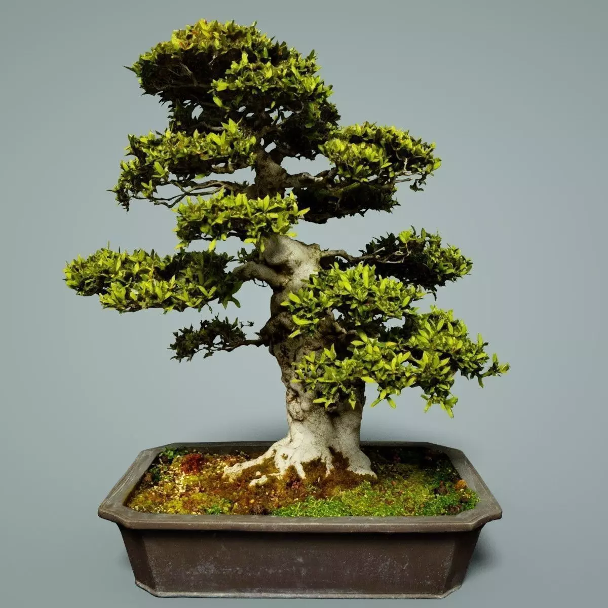 Bonsai Tree Low-poly 3D model_0