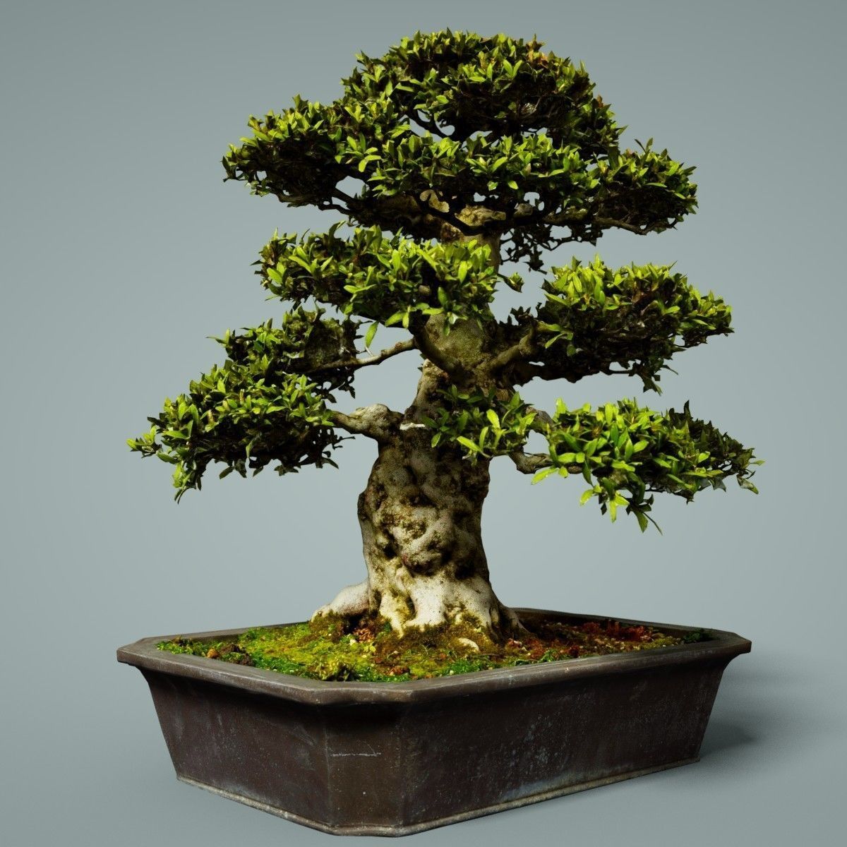 Bonsai Tree Low-poly 3D model_4