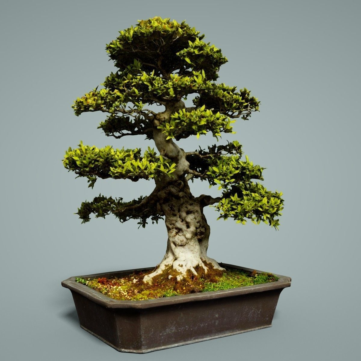 Bonsai Tree Low-poly 3D model_2