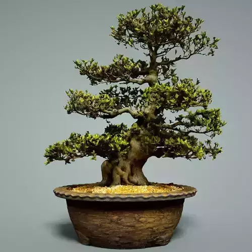Bonsai Tree
