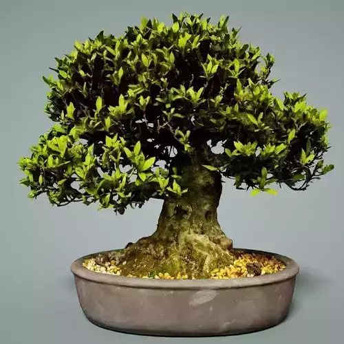Bonsai Tree