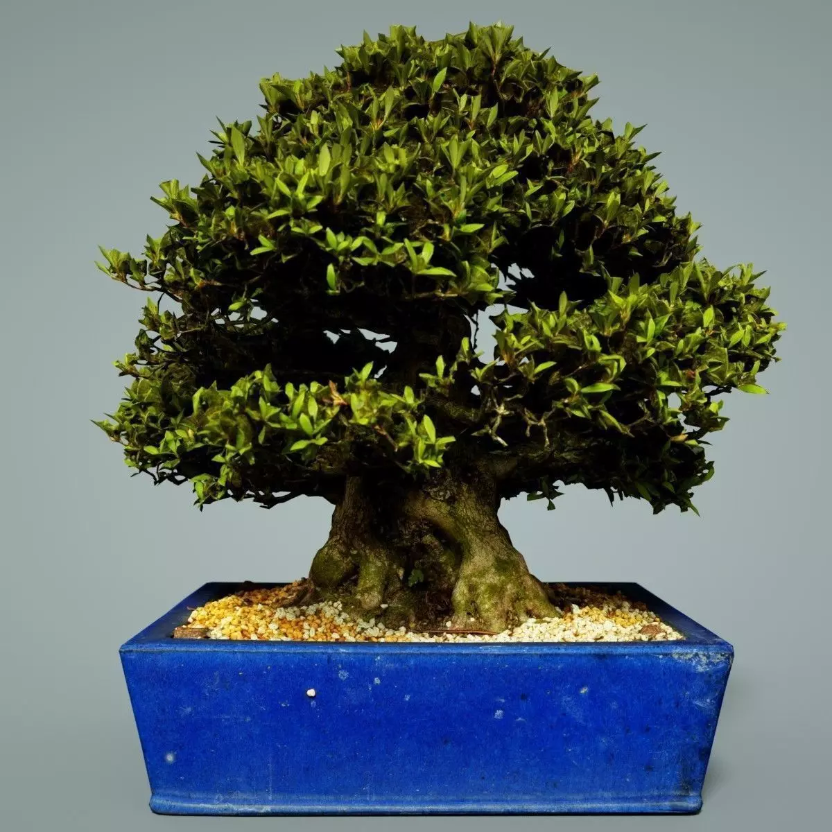 Bonsai Tree Low-poly 3D model_0