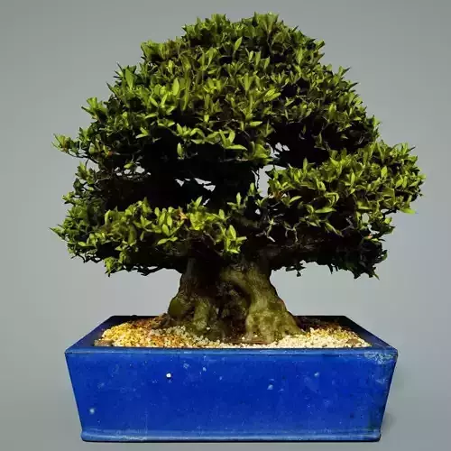 Bonsai Tree