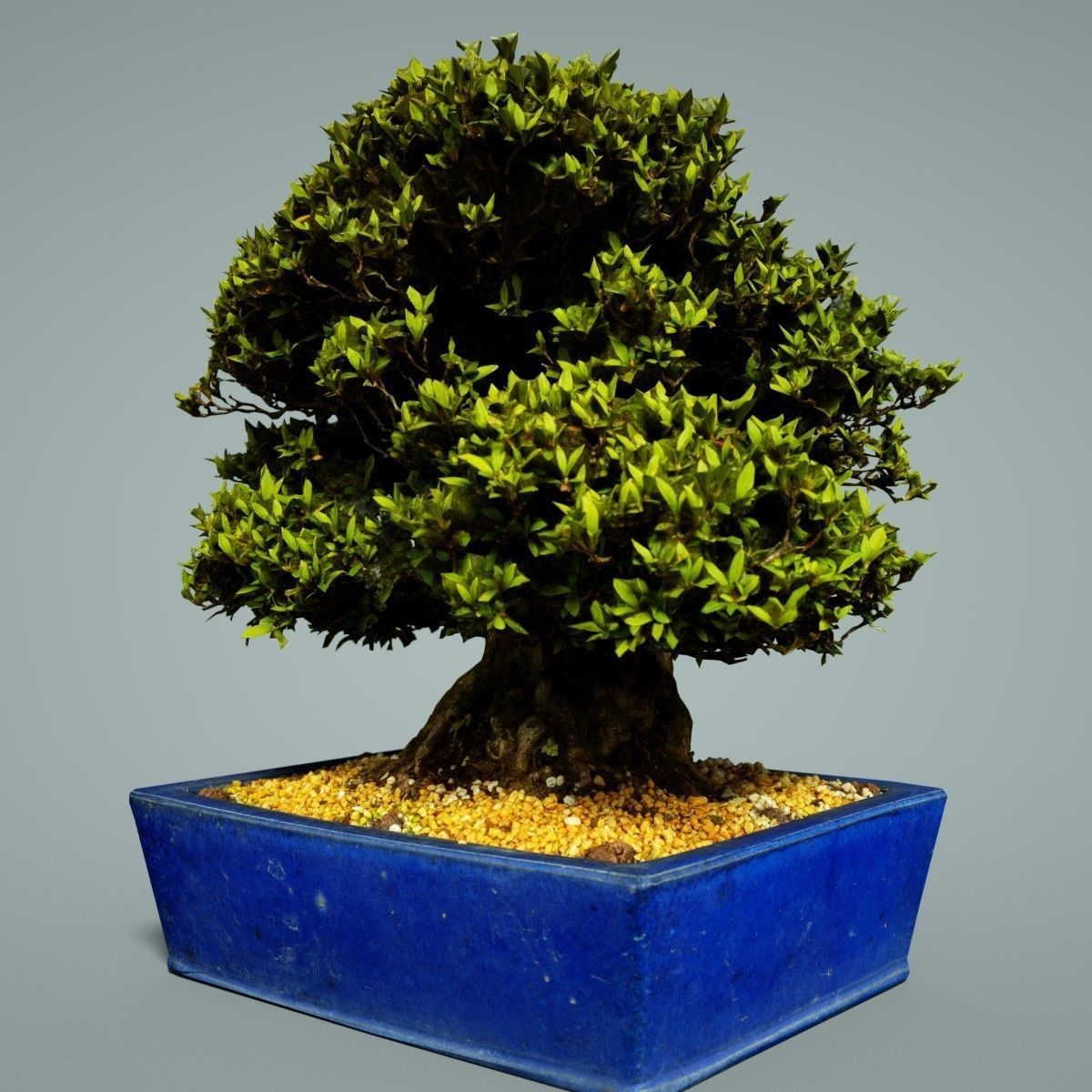 Bonsai Tree Low-poly 3D model_2