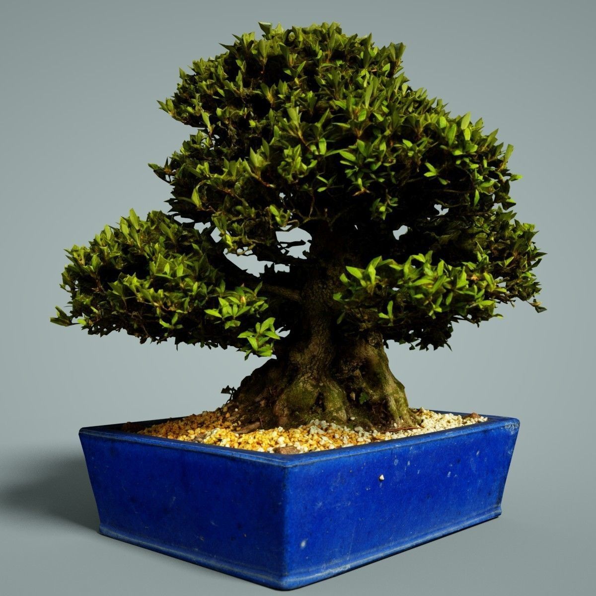 Bonsai Tree Low-poly 3D model_4