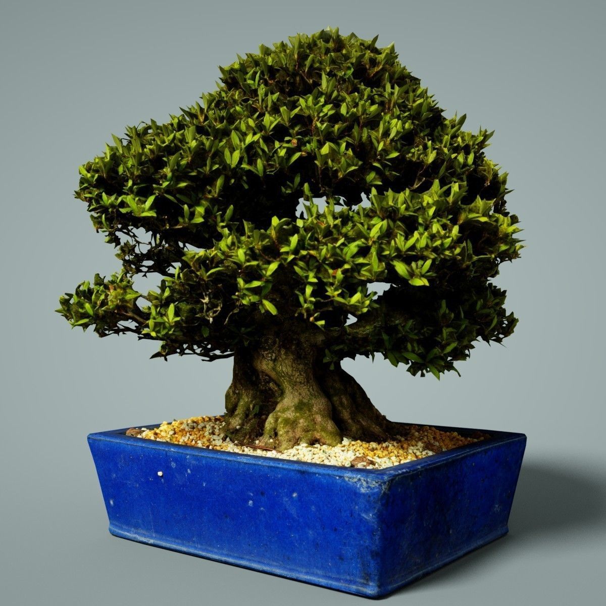 Bonsai Tree Low-poly 3D model_3