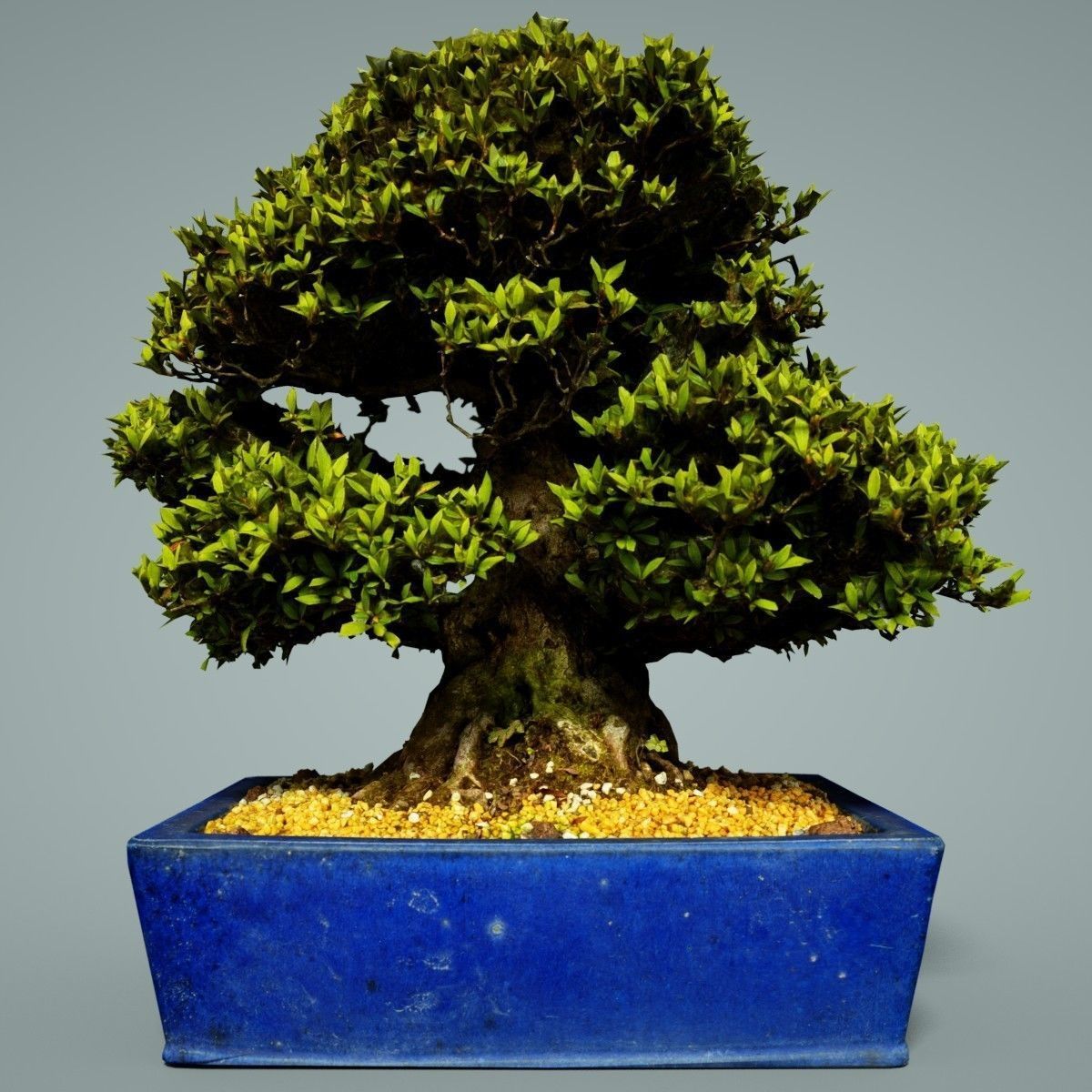 Bonsai Tree Low-poly 3D model_5