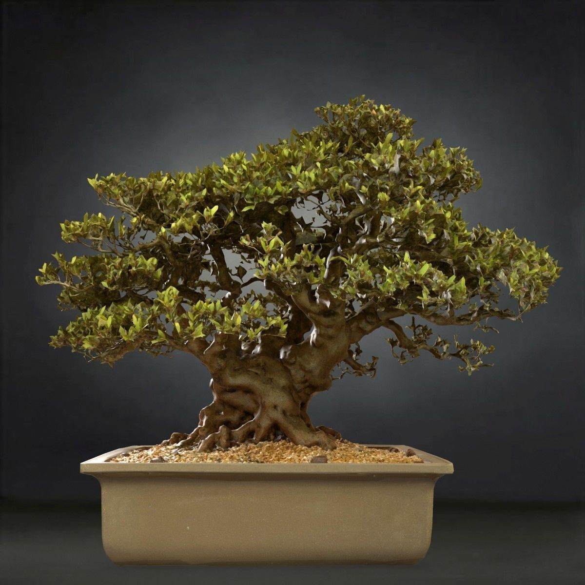 Bonsai Tree Low-poly 3D model_1