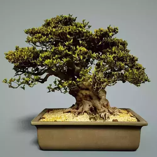 Bonsai Tree Low-poly 3D model