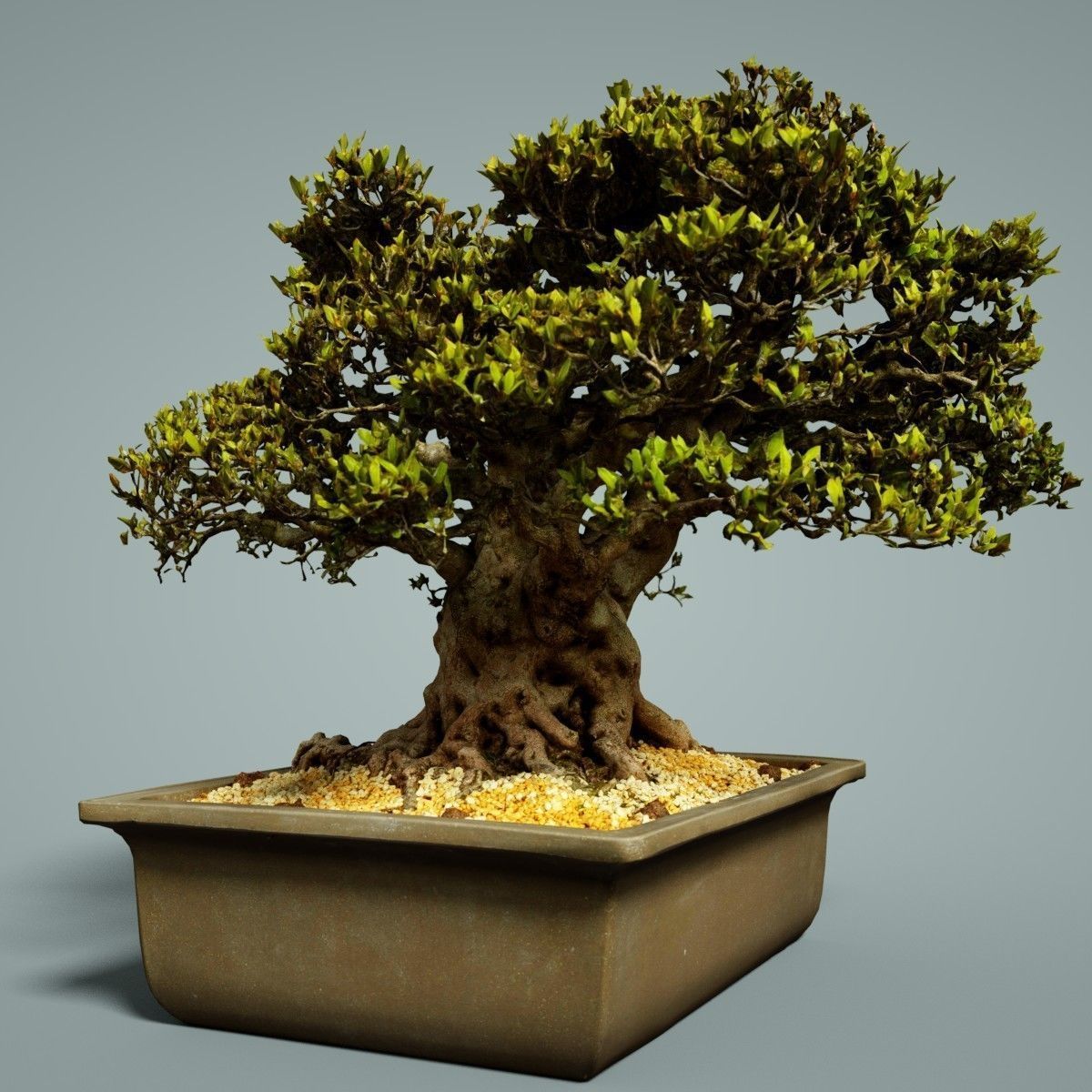 Bonsai Tree Low-poly 3D model_3