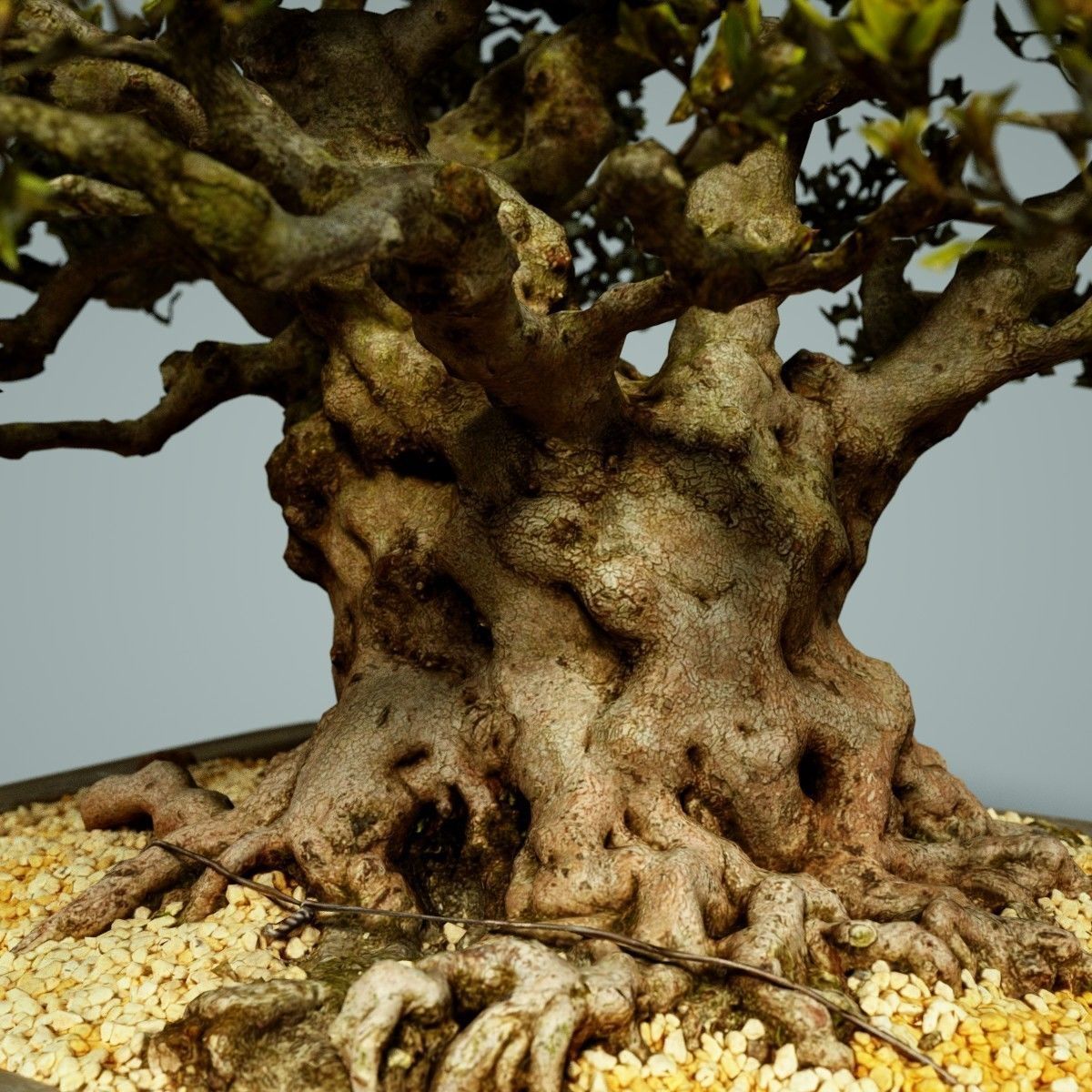 Bonsai Tree Low-poly 3D model_2