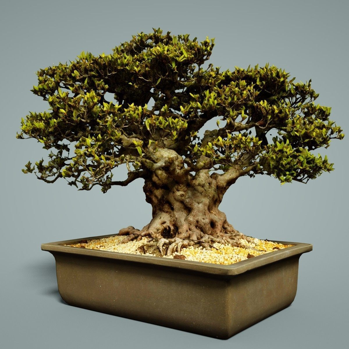 Bonsai Tree Low-poly 3D model_4