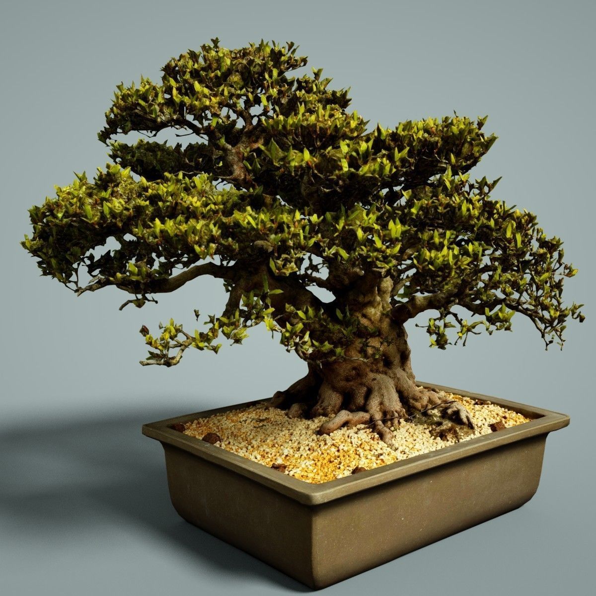 Bonsai Tree Low-poly 3D model_5