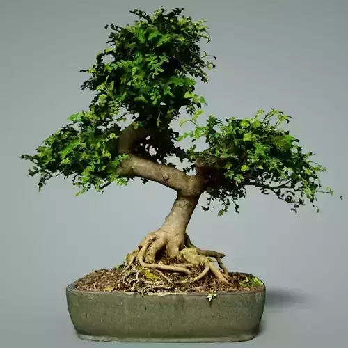 Bonsai Tree Low-poly 3D model
