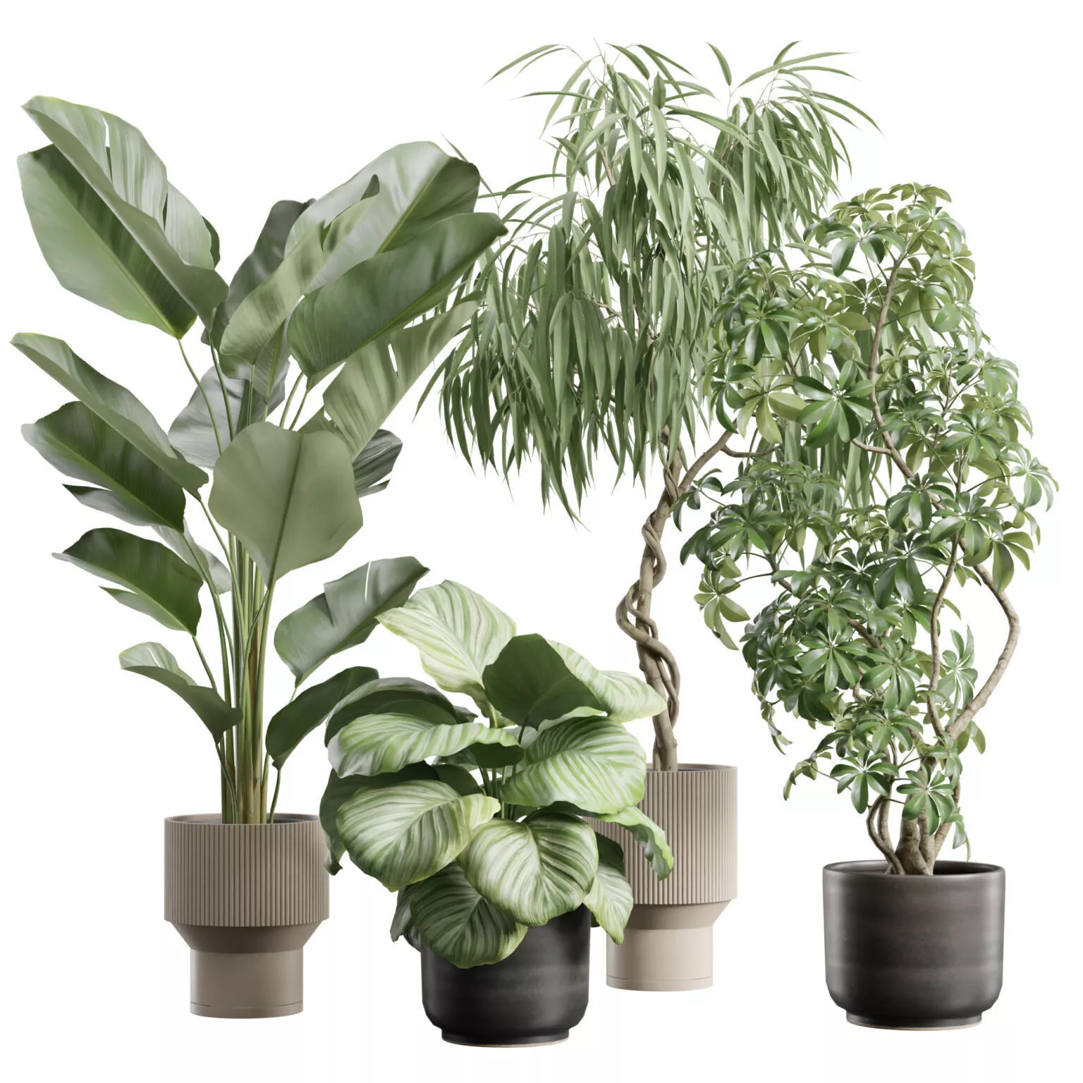Indoor Plants Pack 112 3D model