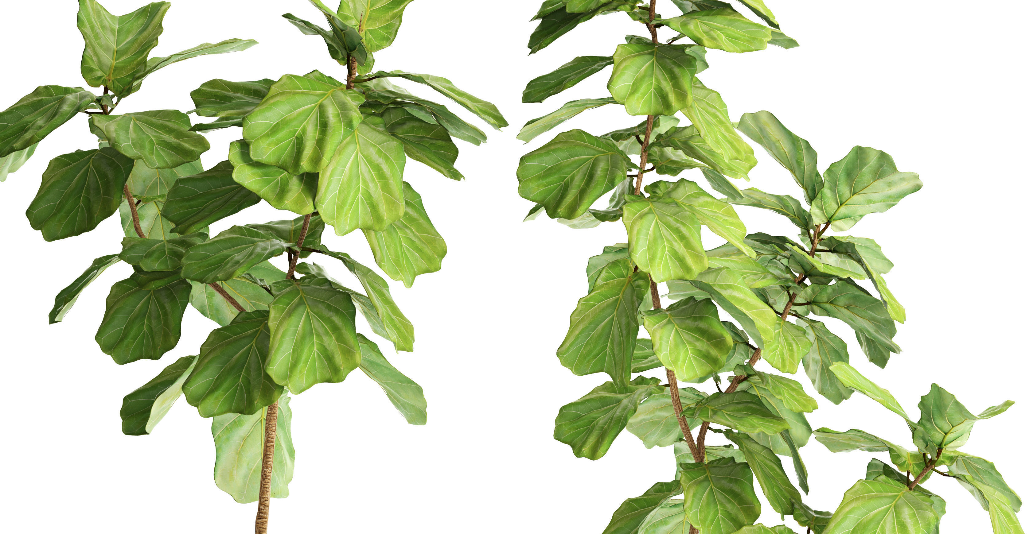 Ficus Lyrata Trees 3D model_8