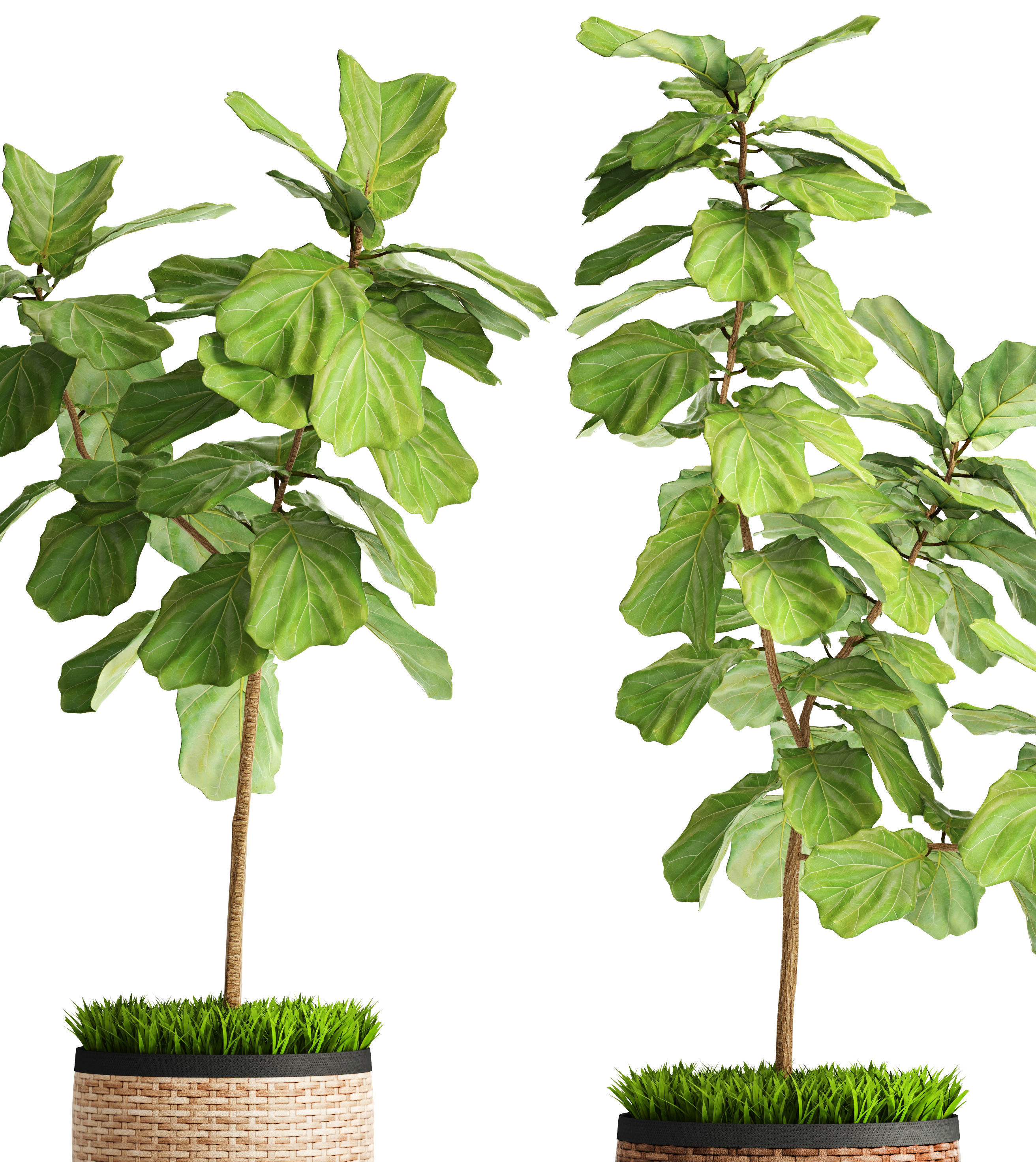 Ficus Lyrata Trees 3D model_9