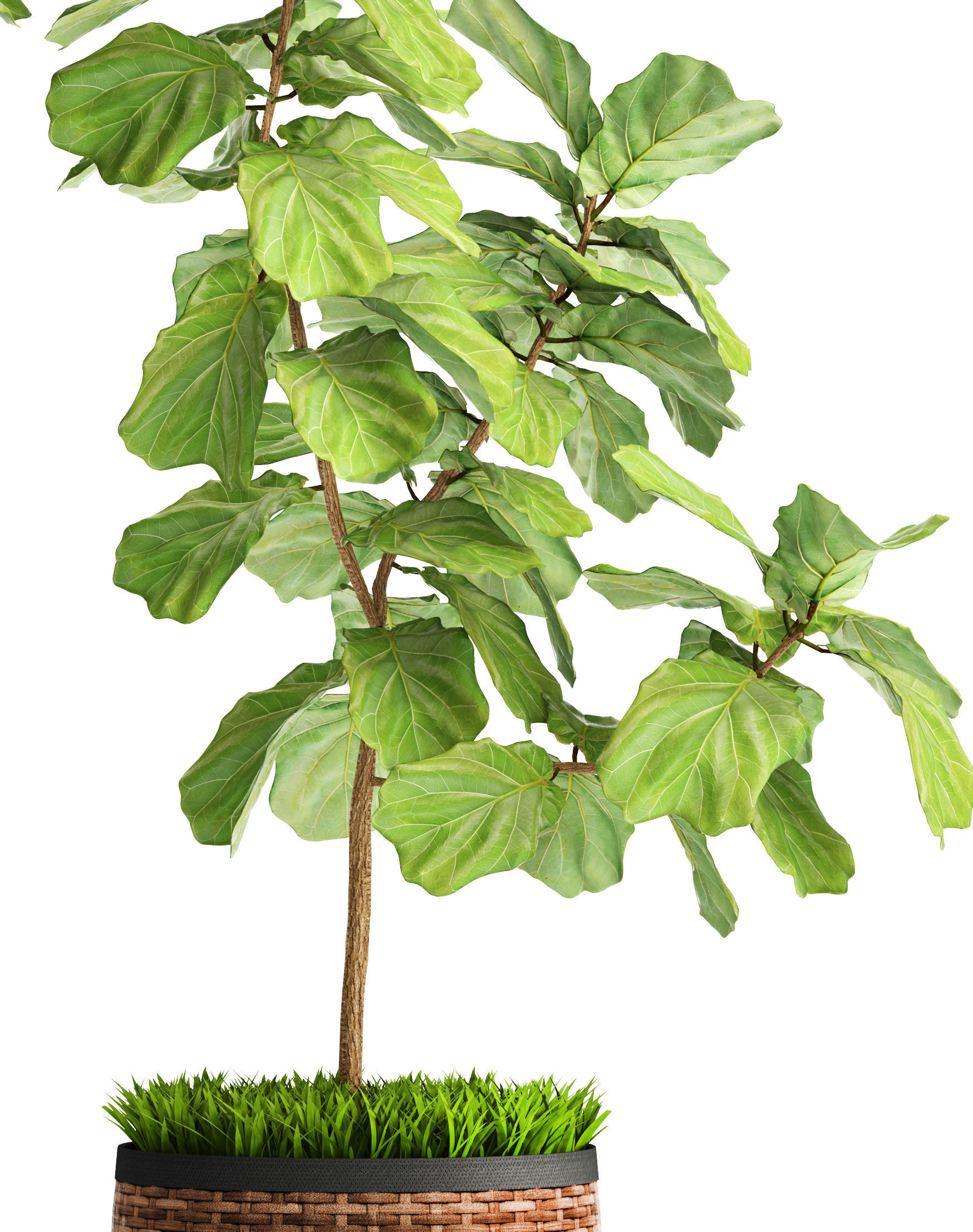 Ficus Lyrata Trees 3D model_5