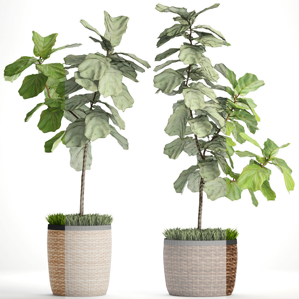 Ficus Lyrata Trees 3D model_6