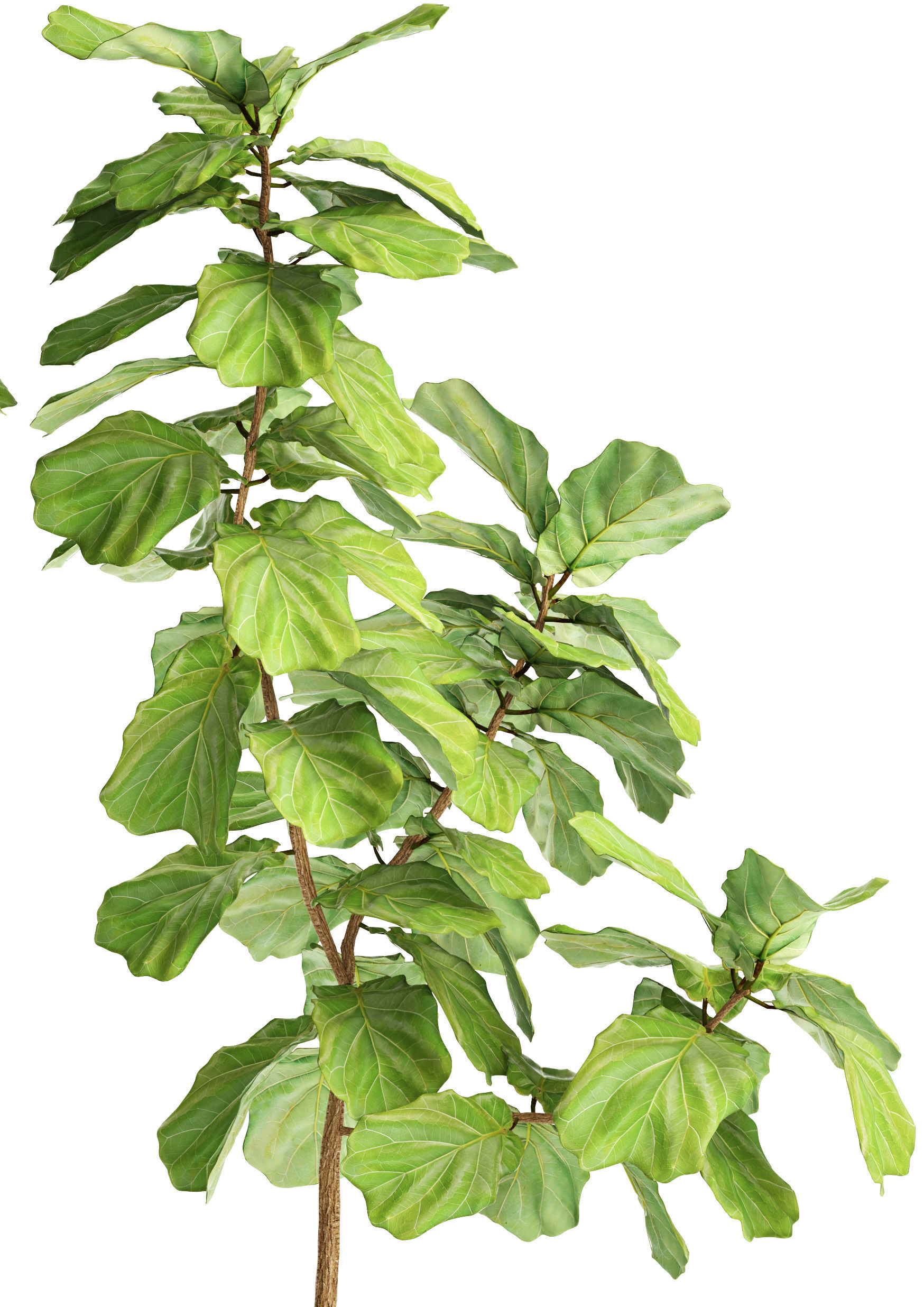 Ficus Lyrata Trees 3D model_3