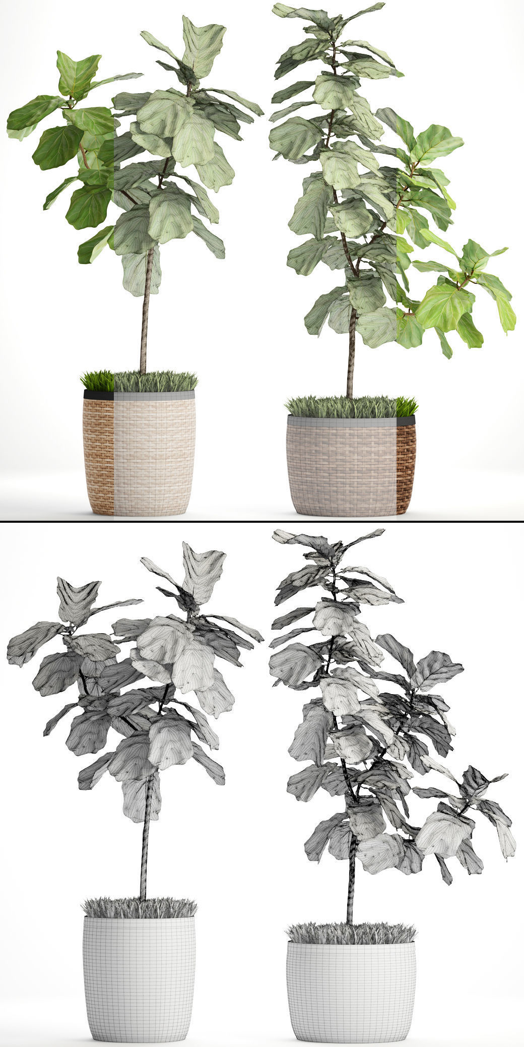 Ficus Lyrata Trees 3D model_7