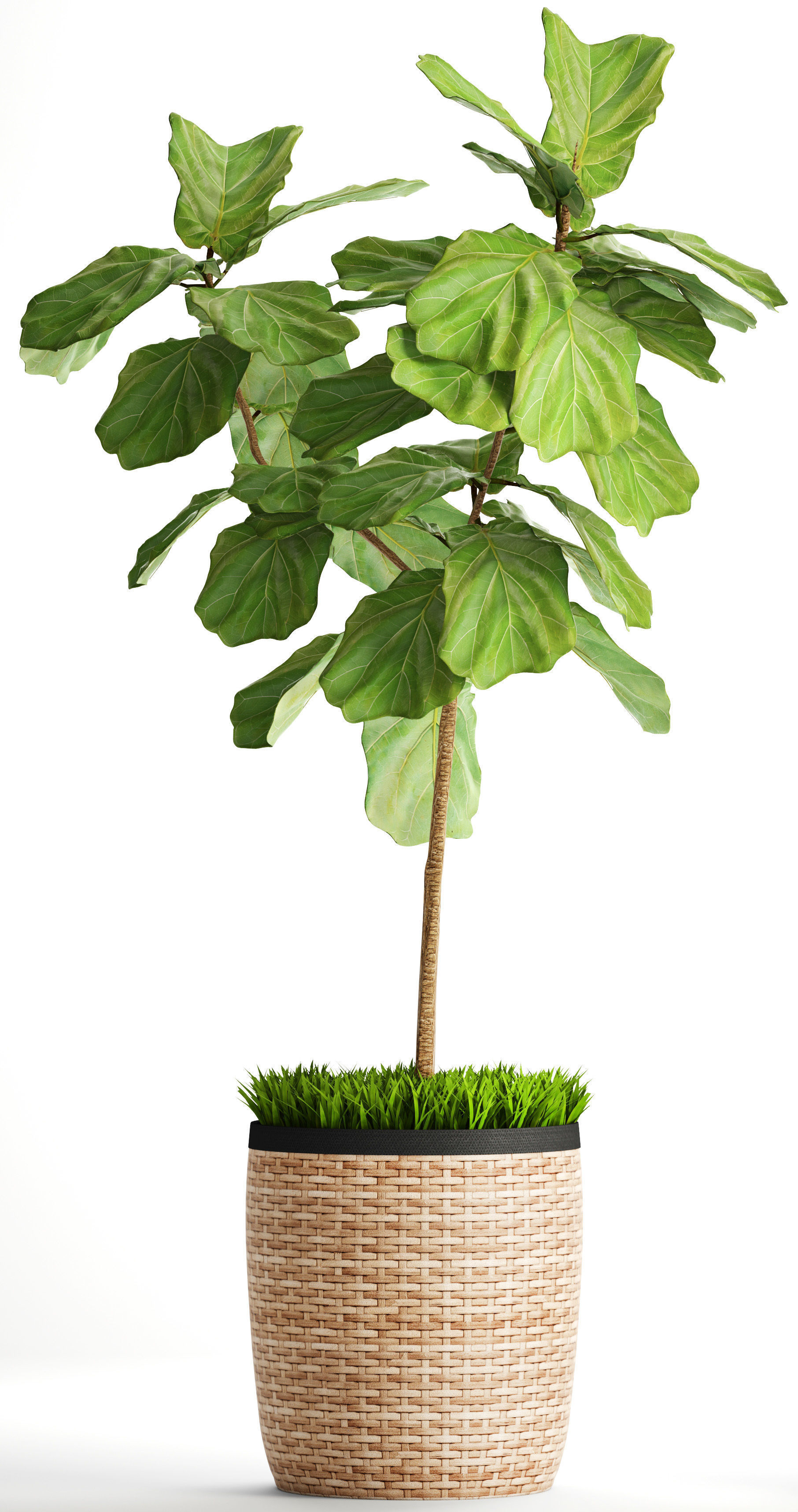 Ficus Lyrata Trees 3D model_1