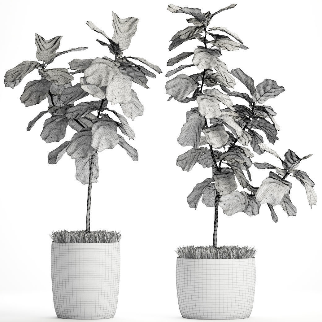 Ficus Lyrata Trees 3D model_4