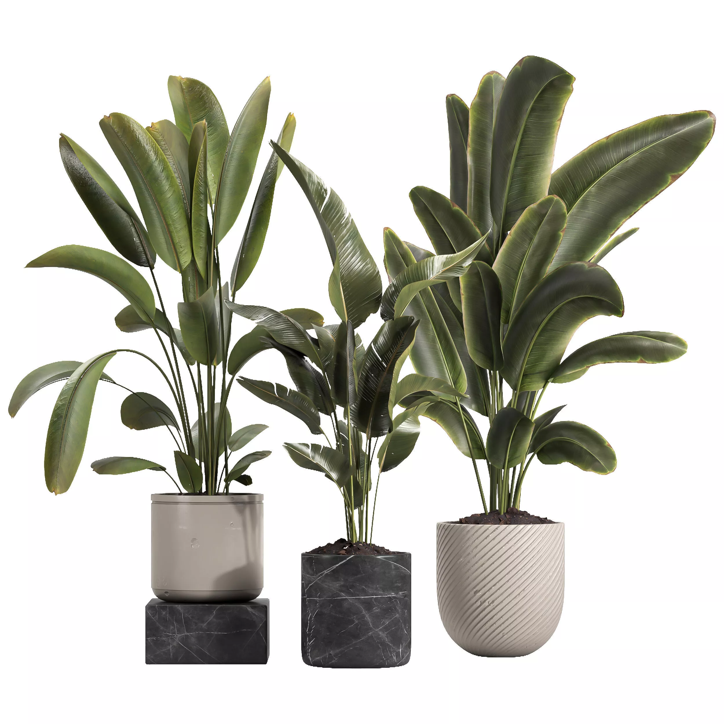 indoor plant 060 3D model
