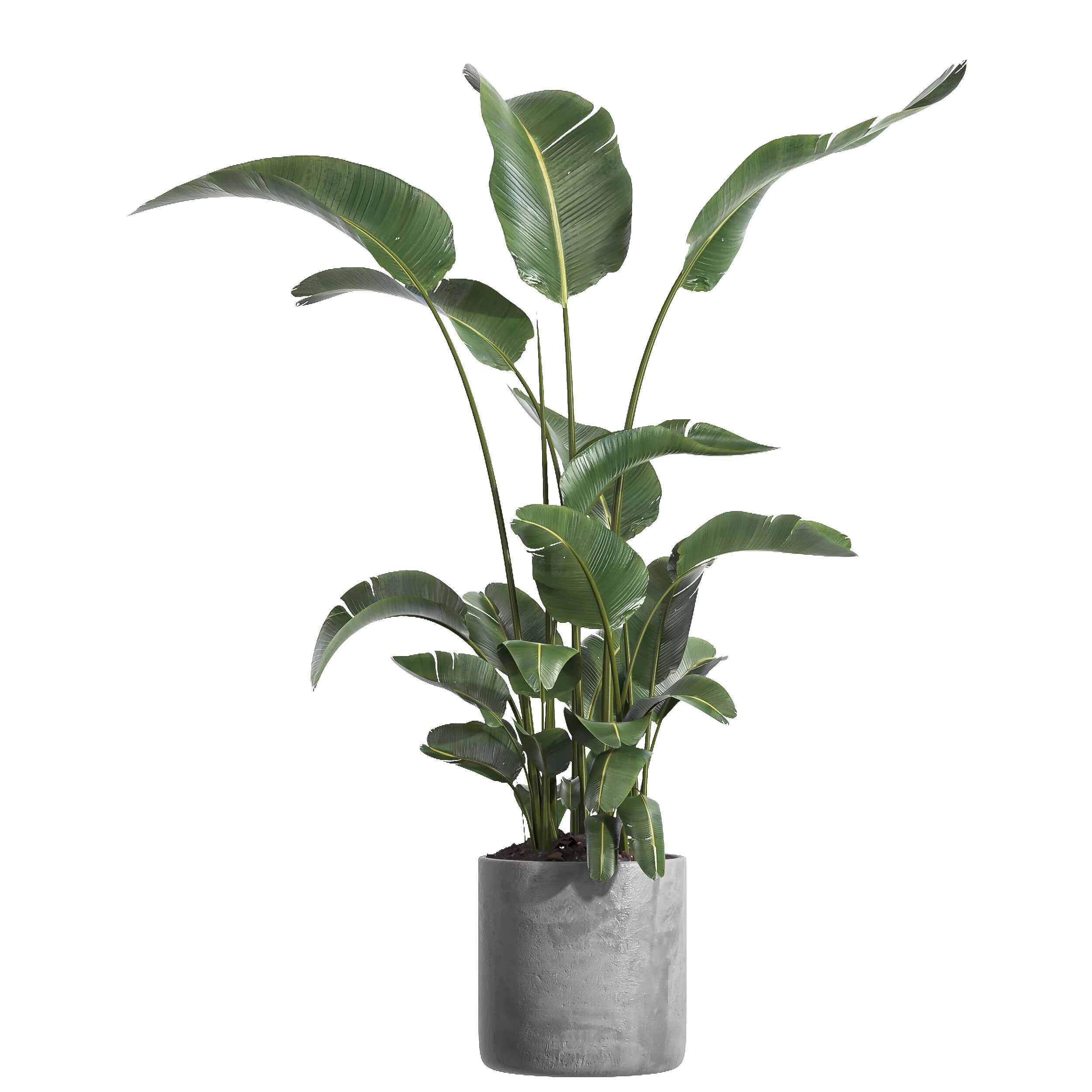 indoor plant 064 3D model