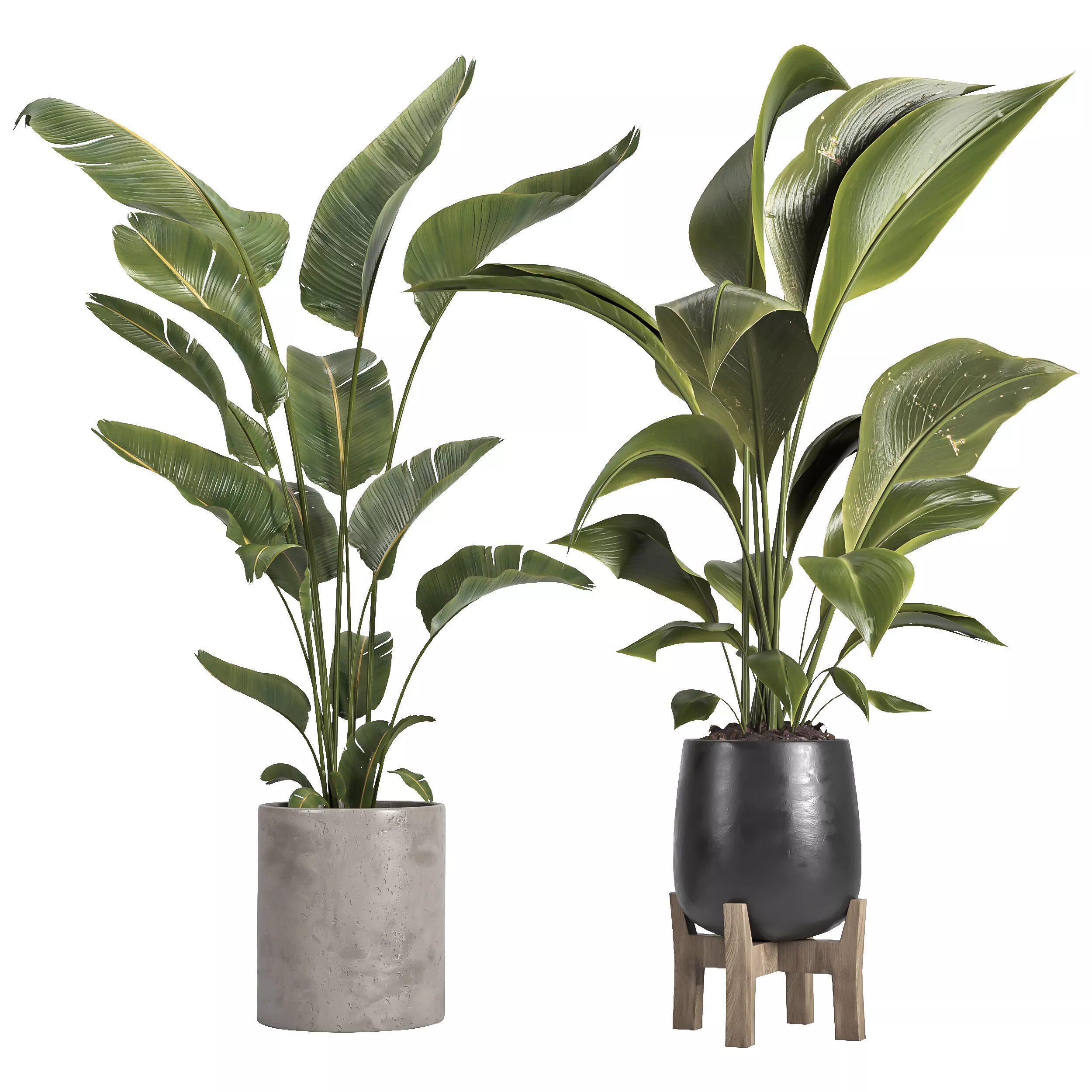 indoor plant 067 3D model