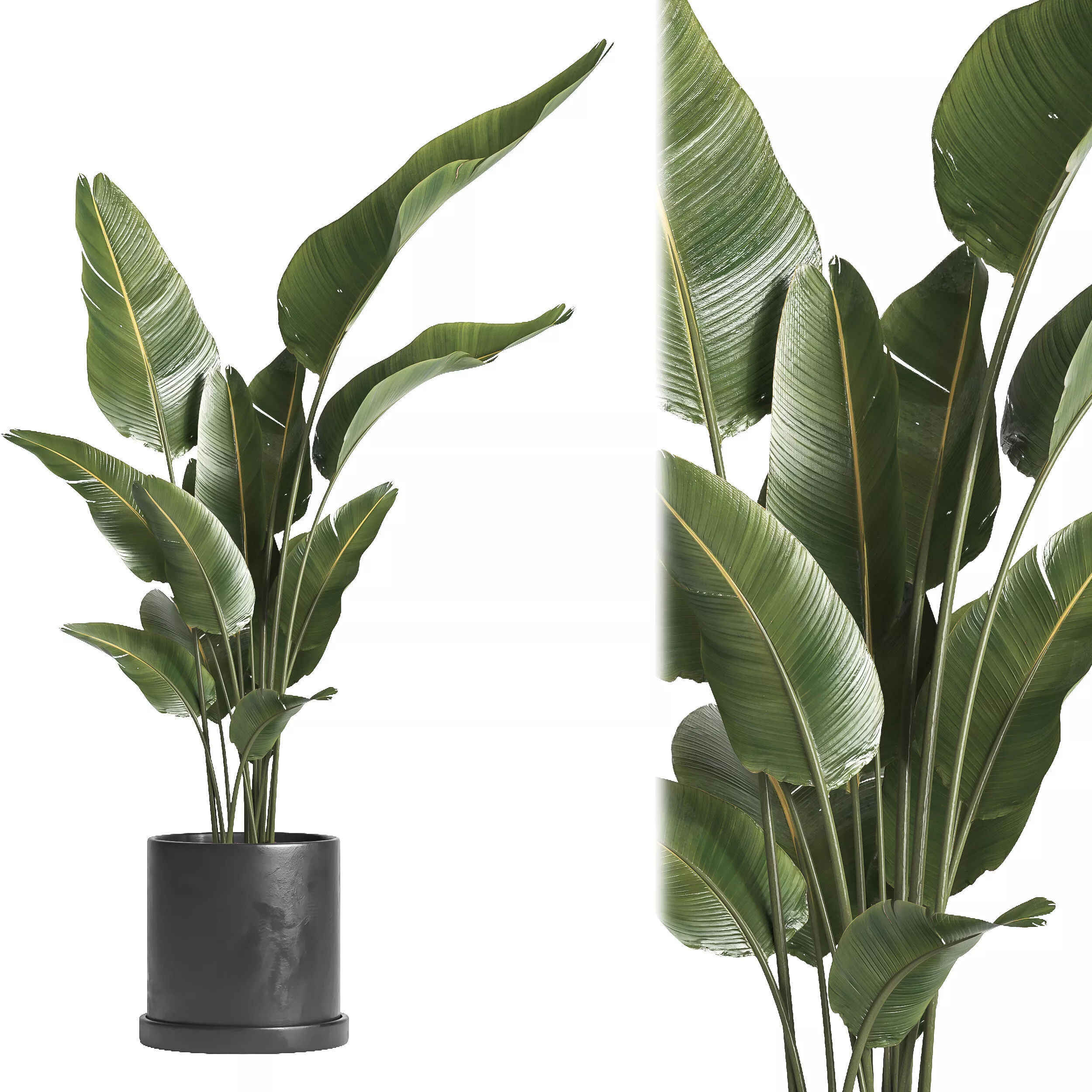 indoor plant 068 3D model