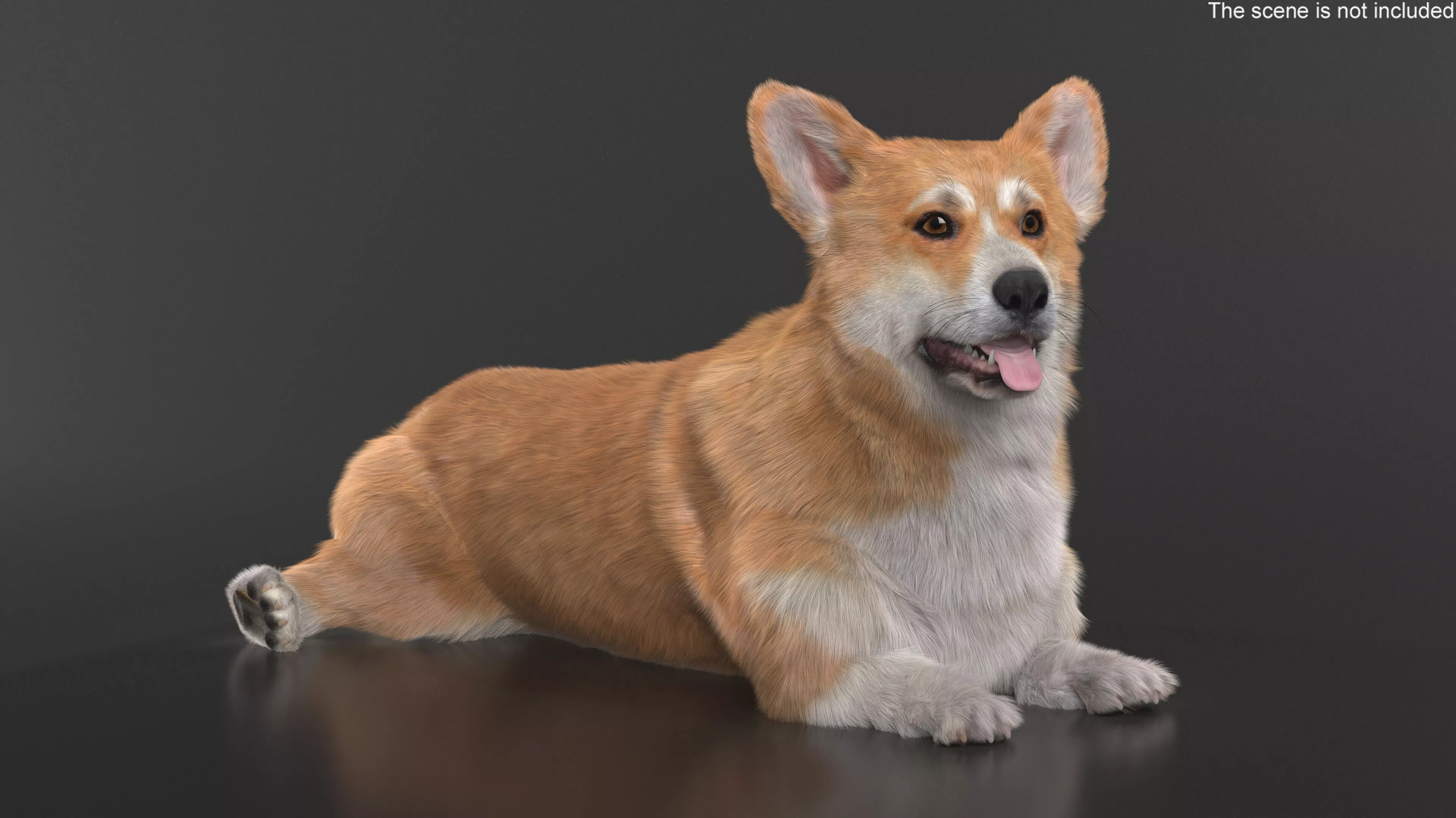 Pembroke Welsh Corgi Dog Lying Pose Fur for Maya 3D model