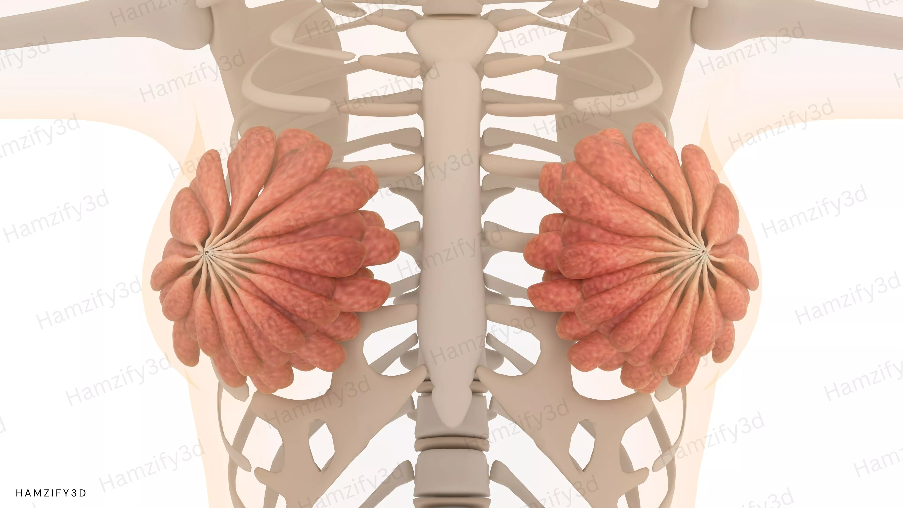 Human Female Anatomy 3D Model - Mammary Glands Low-poly 3D model