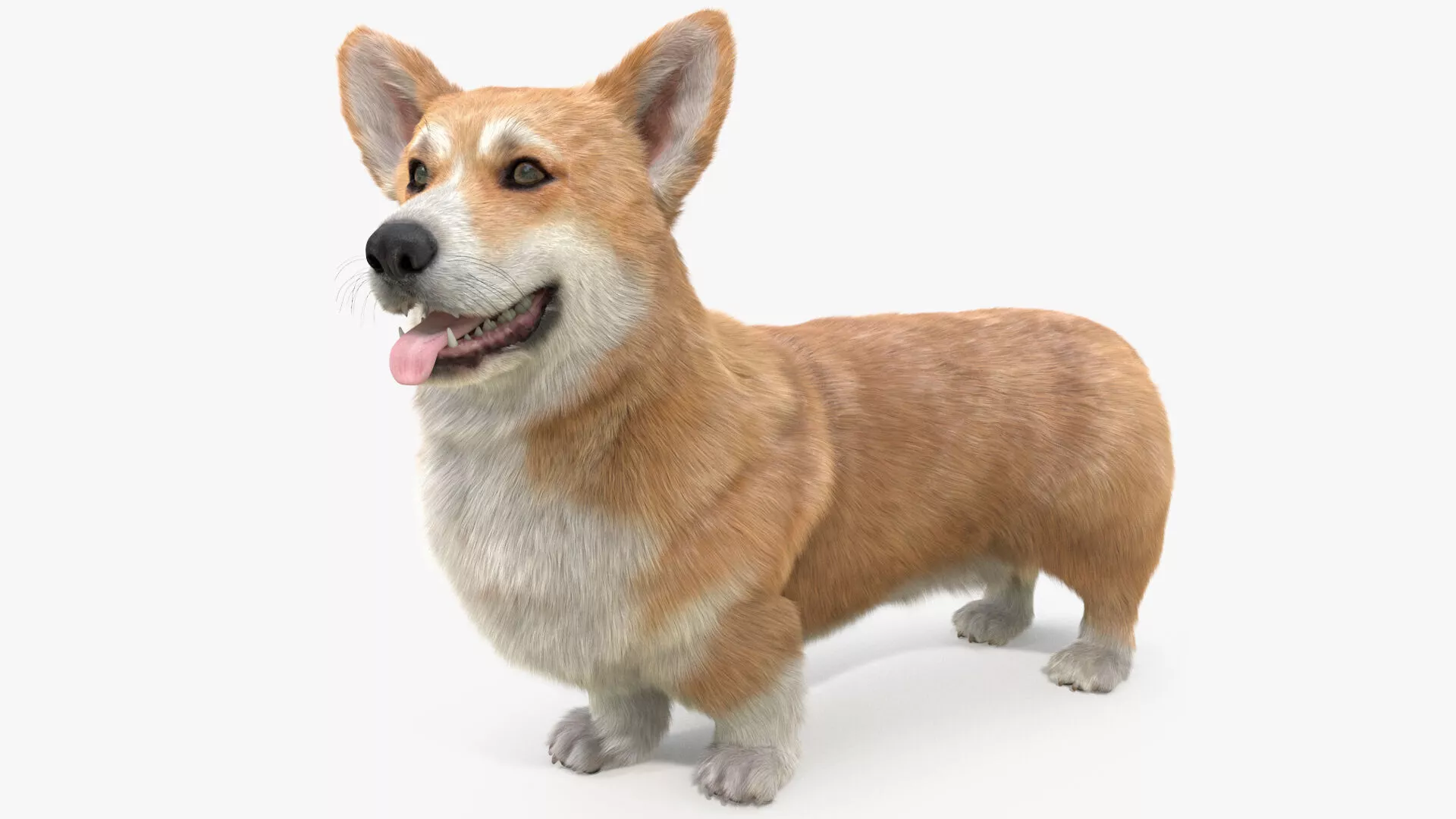 Pembroke Welsh Corgi Dog Standing Pose Fur for Maya 3D model