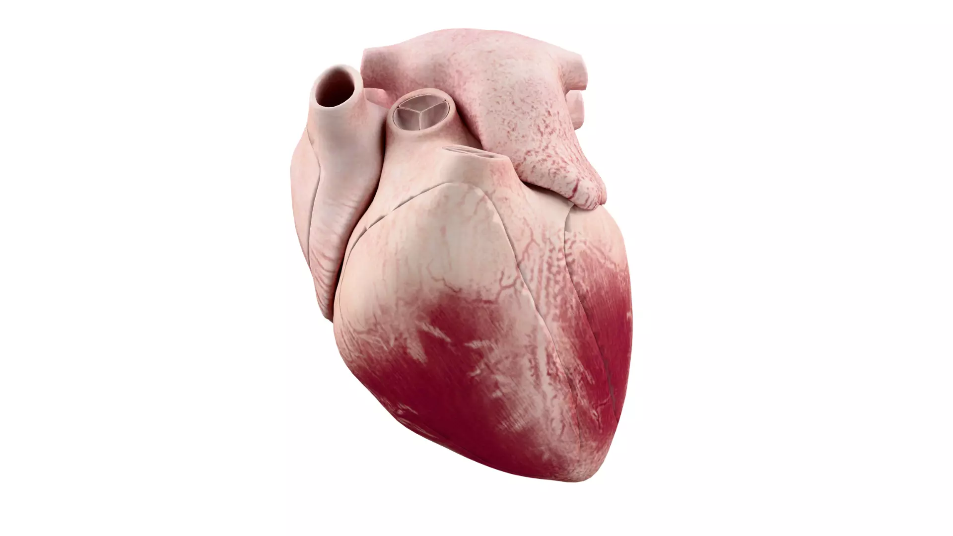 Human Heart Anatomy 3D model