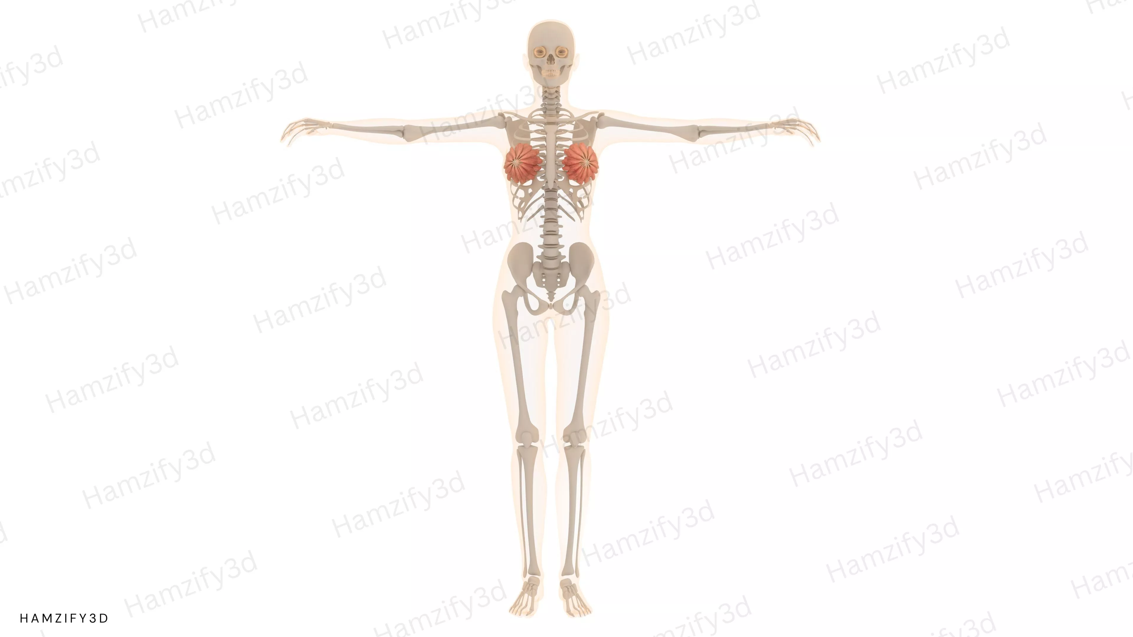 Human Female Anatomy 3D Model - Mammary Glands Low-poly 3D model