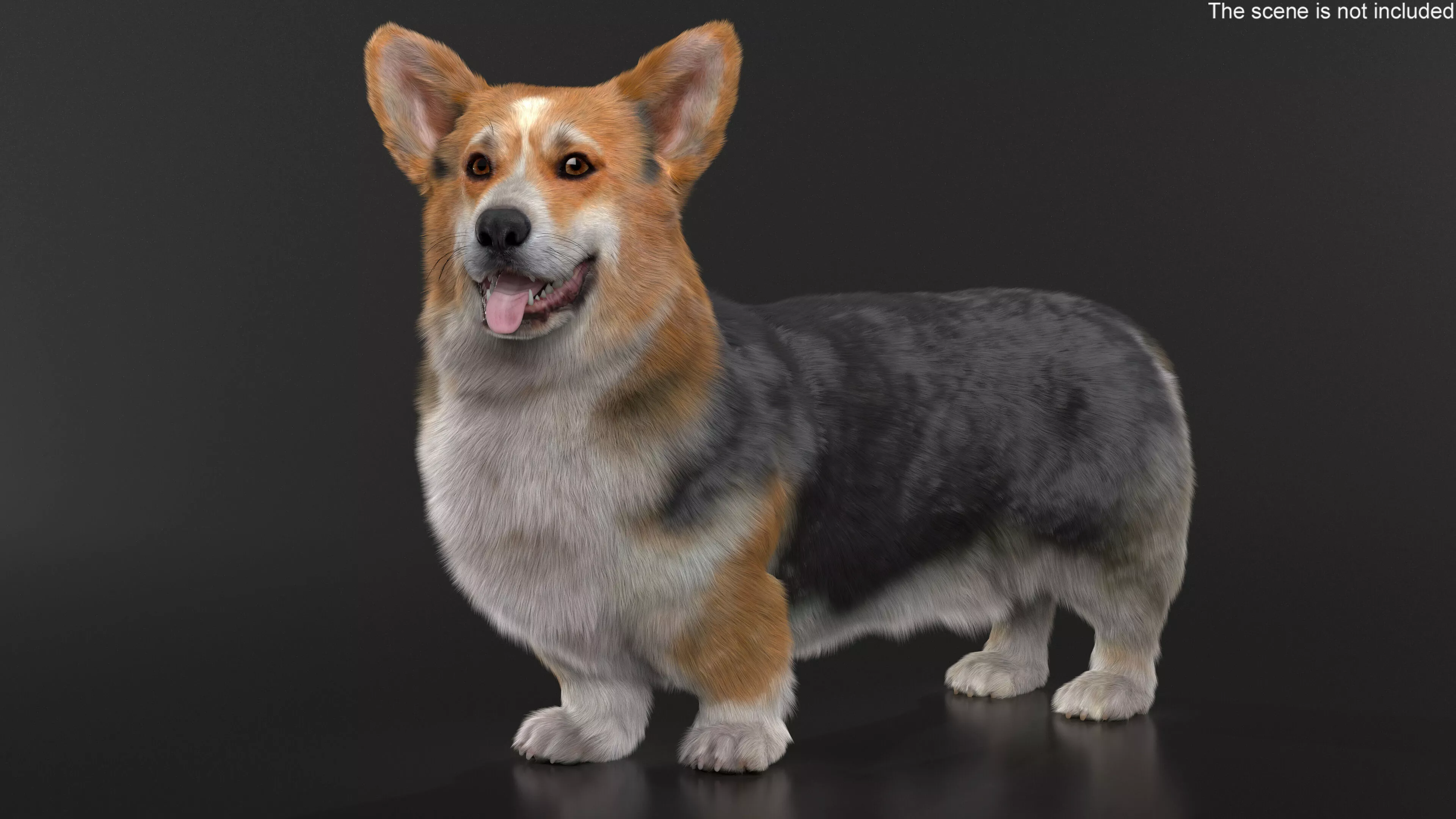 Tricolor Welsh Corgi Pembroke Standing Pose Fur for Maya 3D model