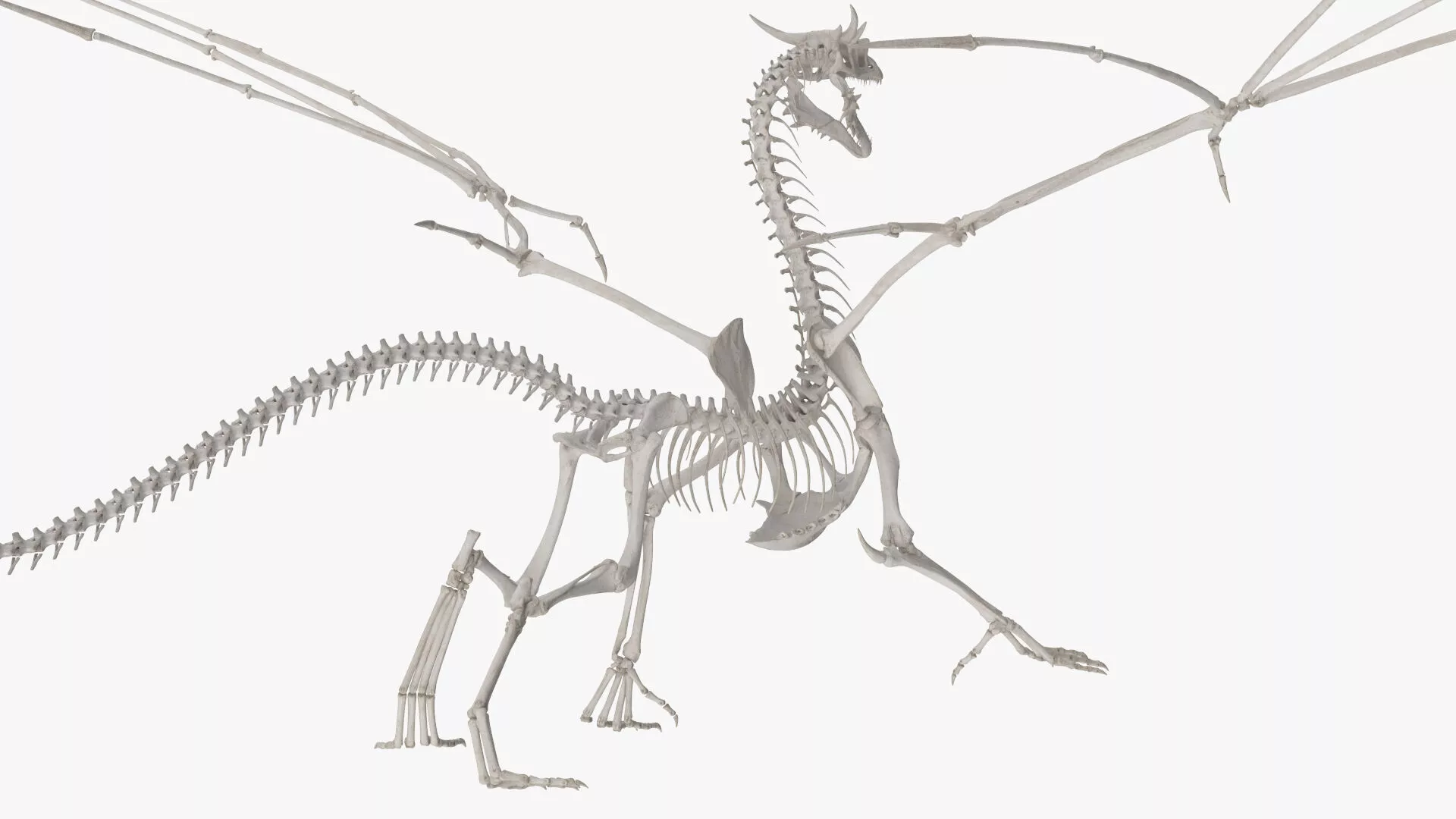 Dragon Skeleton Rigged for Cinema 4D 3D model