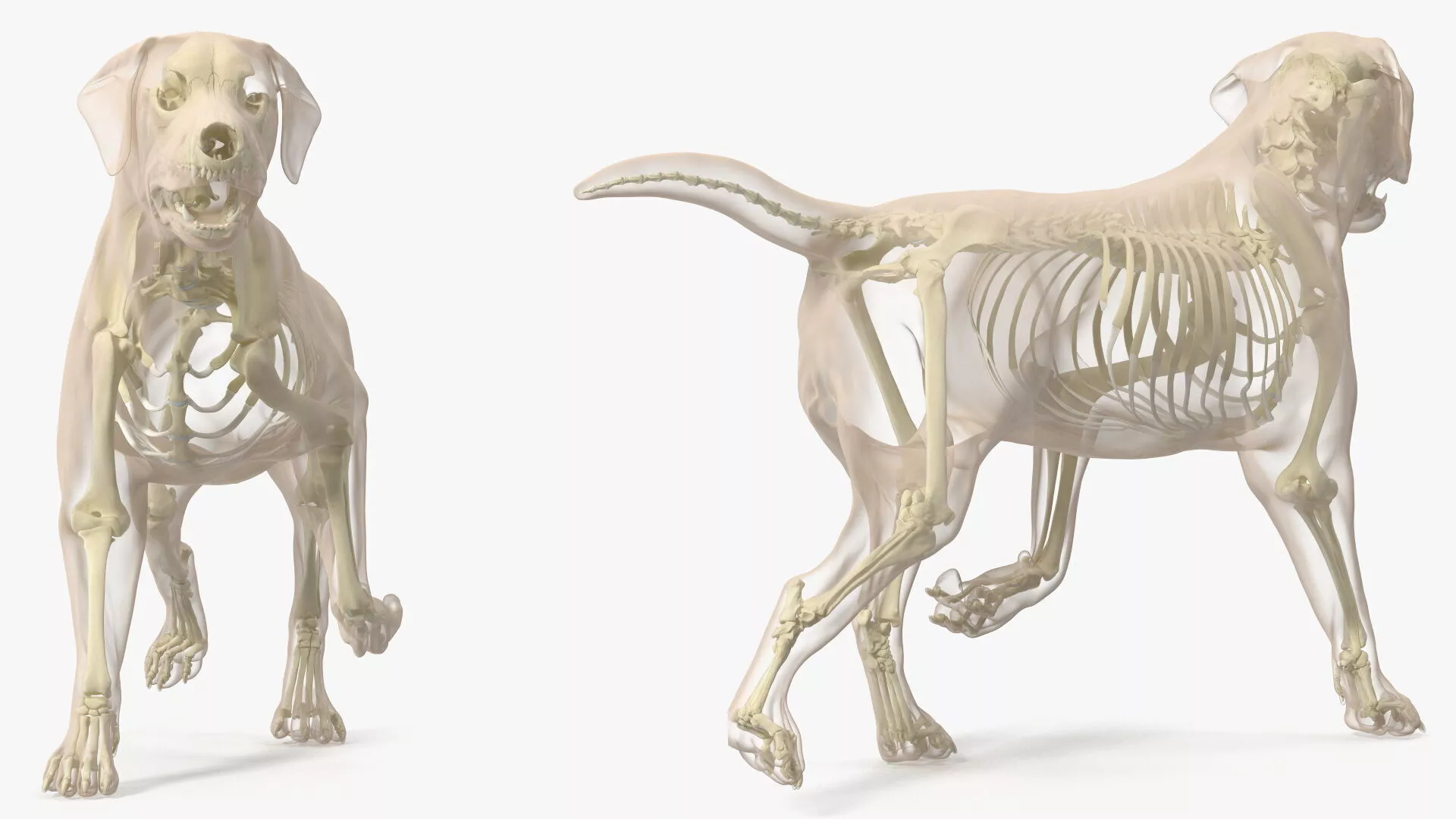 Dog Skeleton Anatomy with Translucent Shell Rigged for Maya 3D model