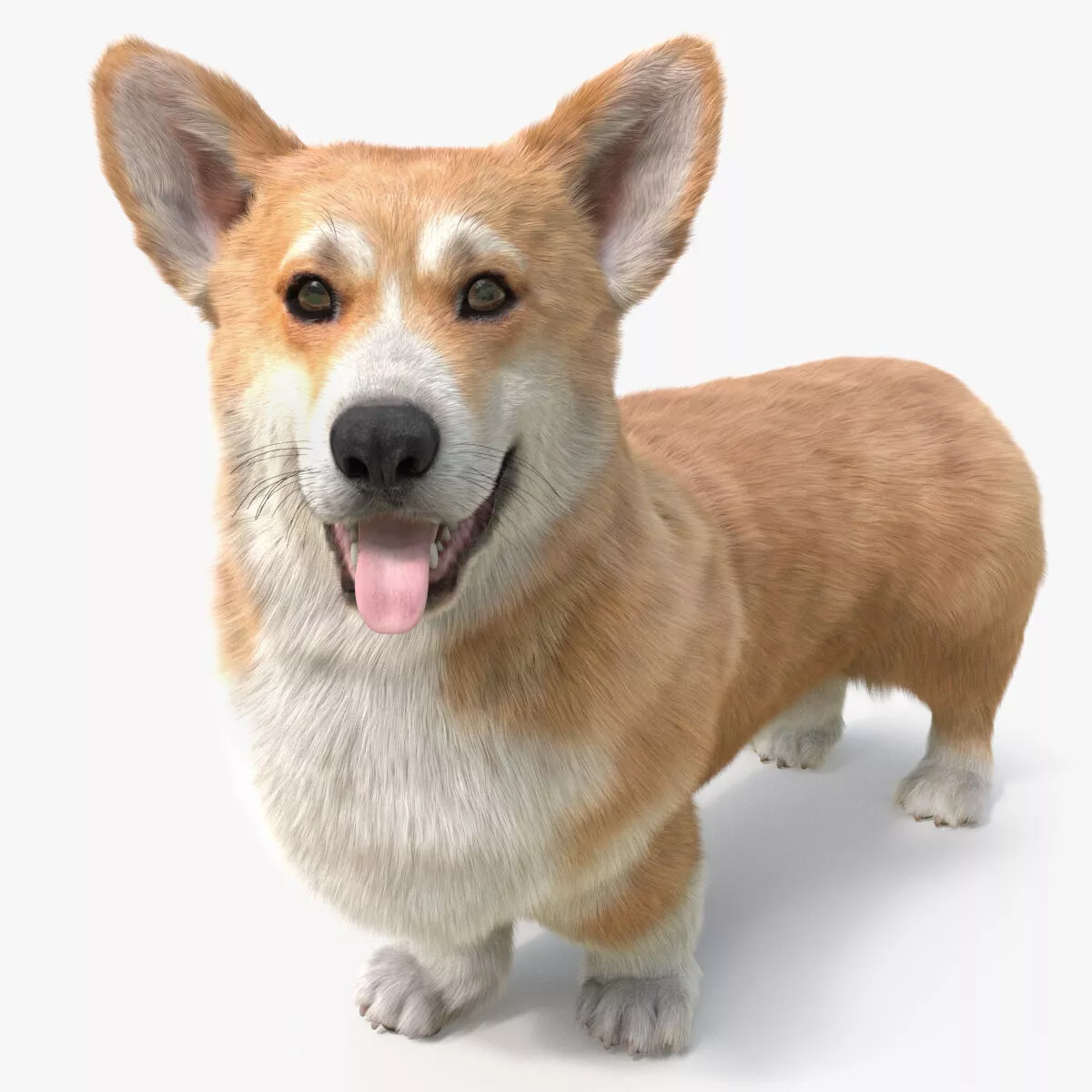 Pembroke Welsh Corgi Dog Fur for Maya Rigged 3D model
