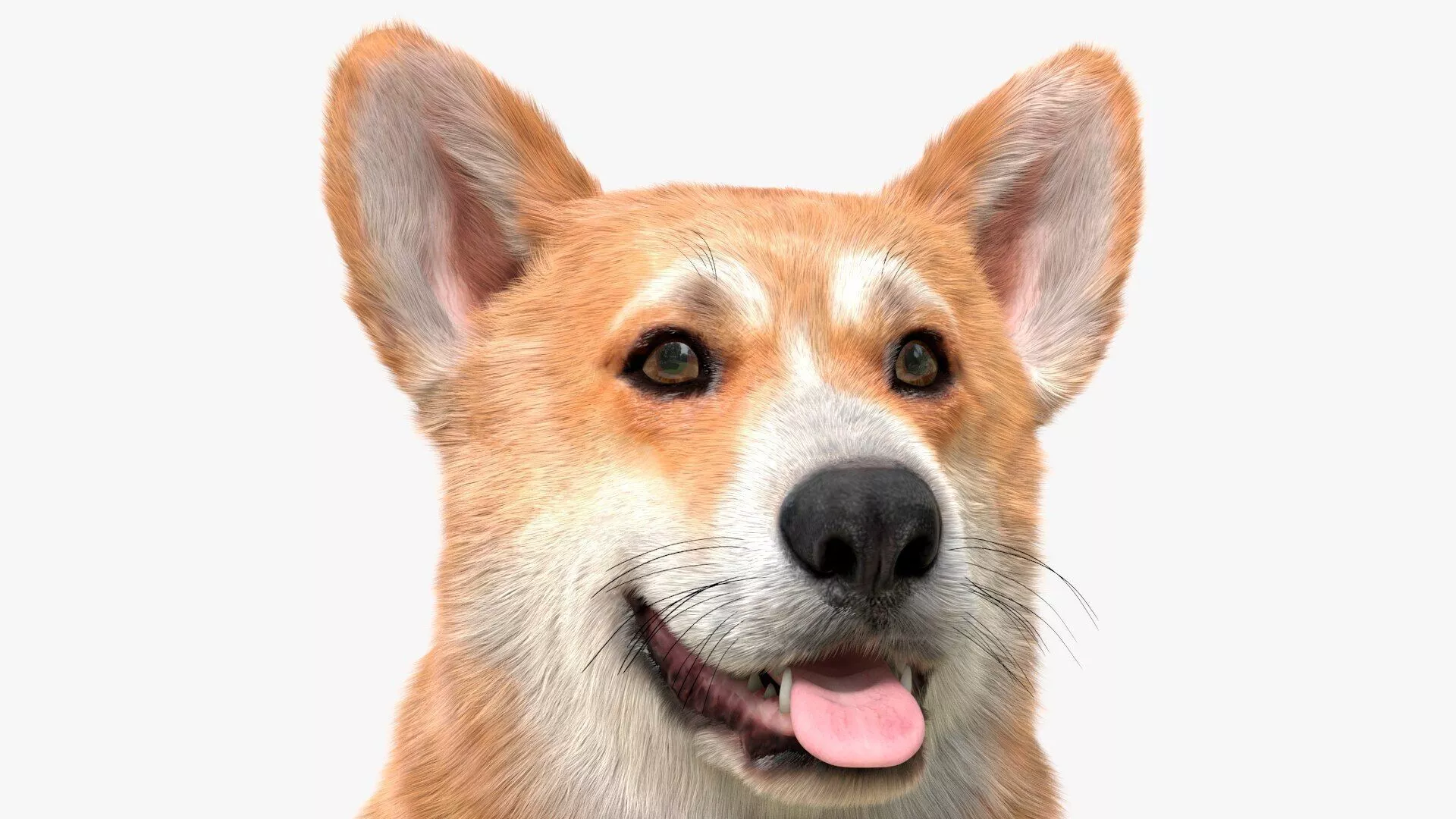 Pembroke Welsh Corgi Dog Fur for Cinema 4D Rigged 3D model