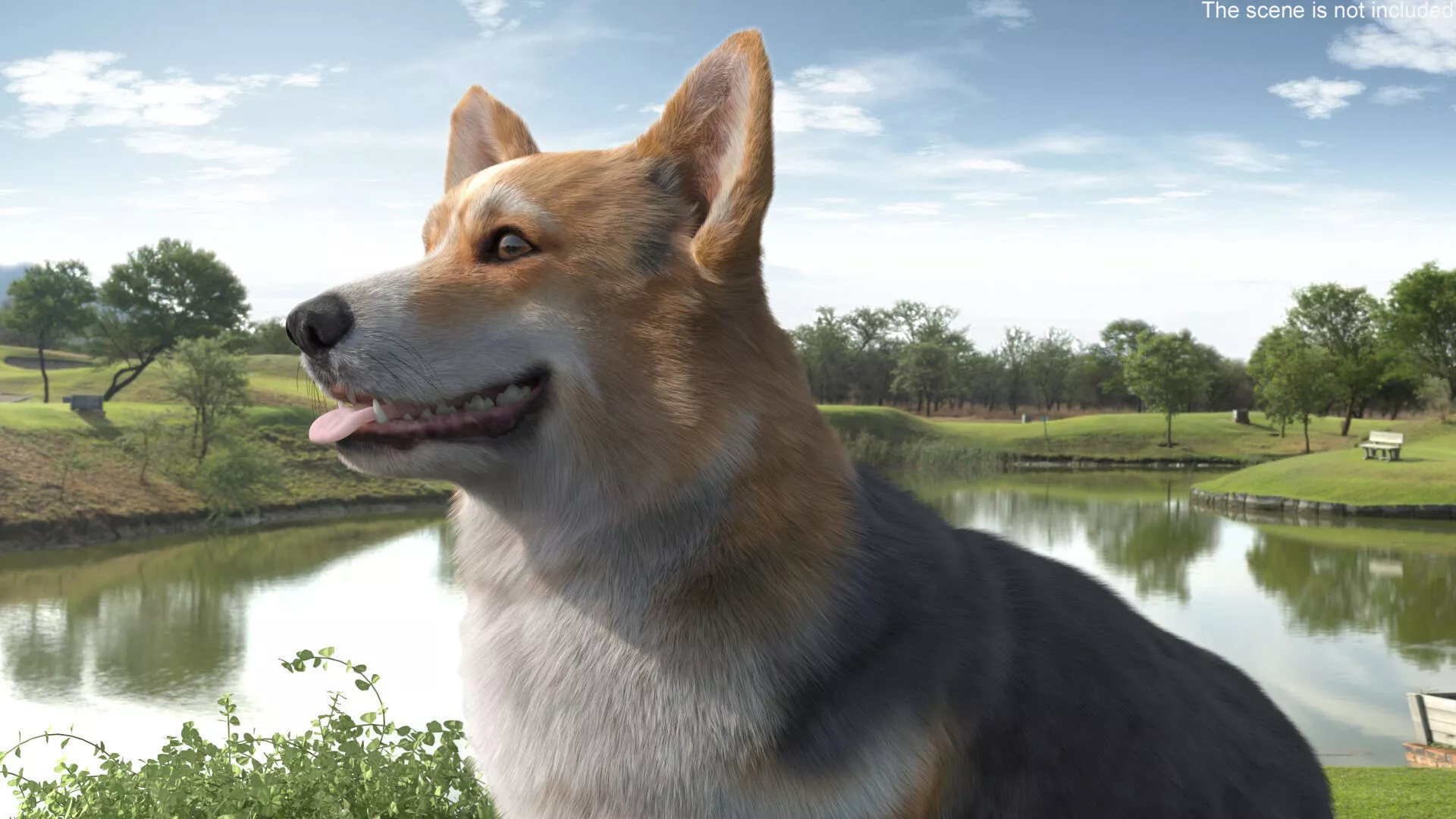 Tricolor Welsh Corgi Pembroke Sitting Pose Fur for Maya 3D model